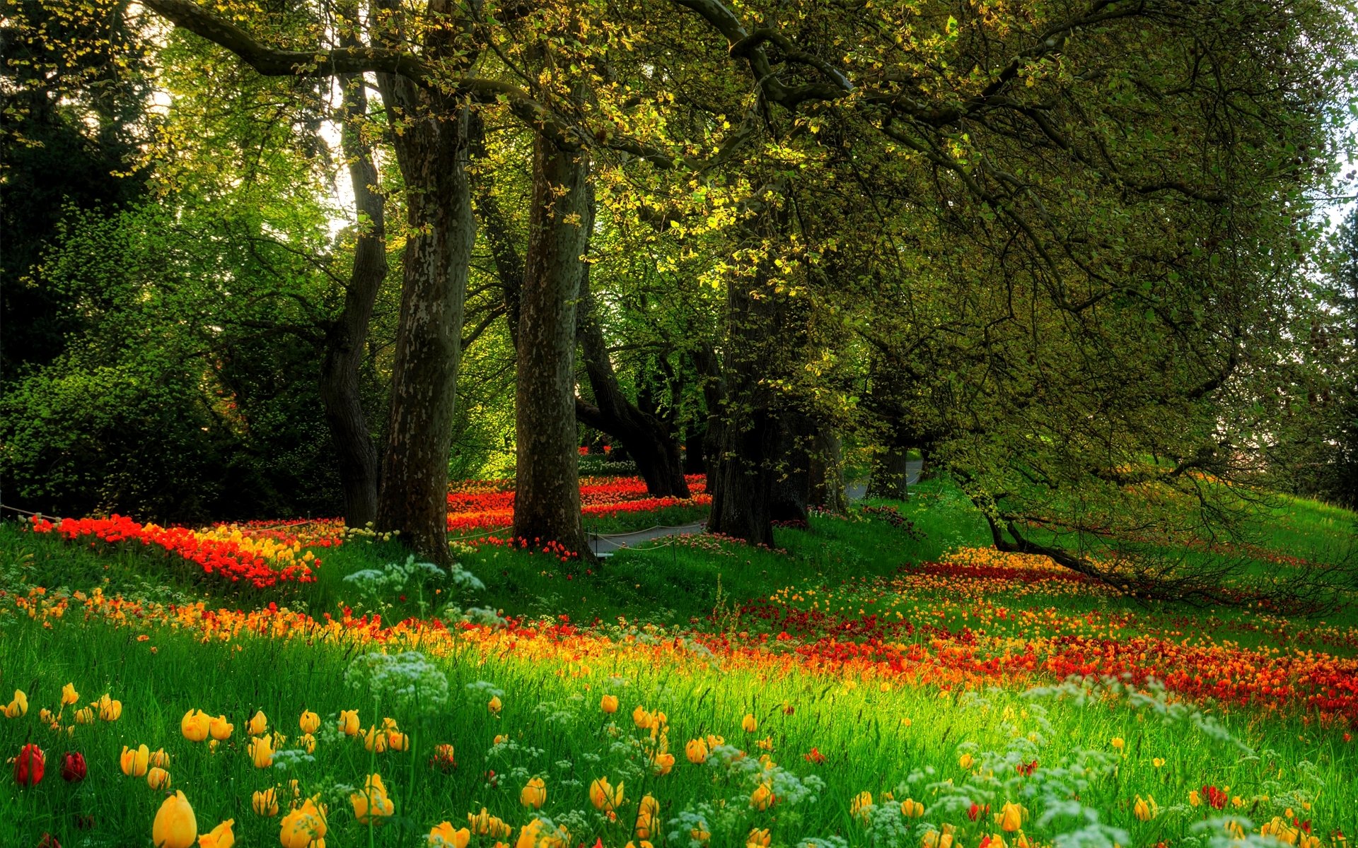 parc arbres herbe fleurs nature