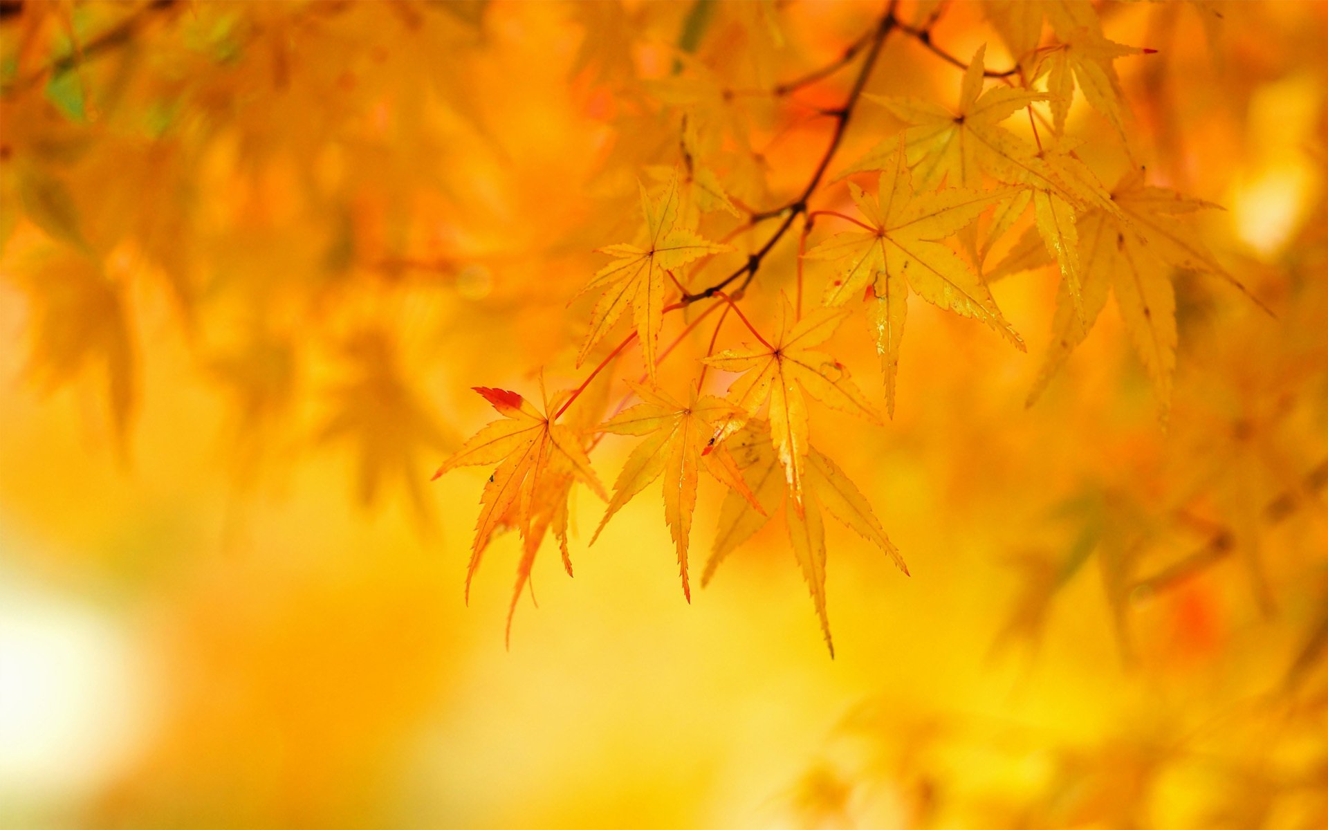 arbre automne feuilles jaune érable