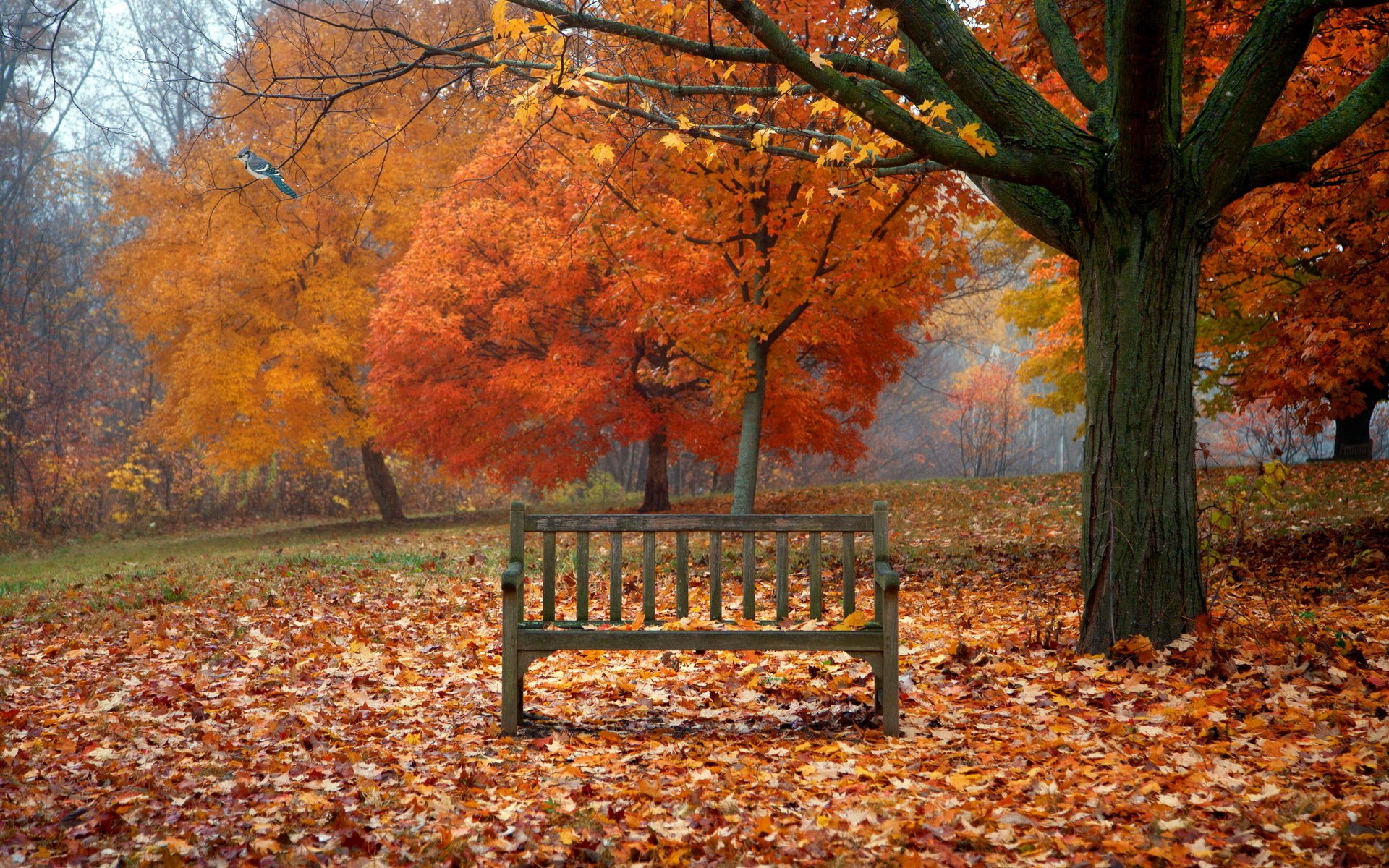 panchina foglie autunno uccello natura