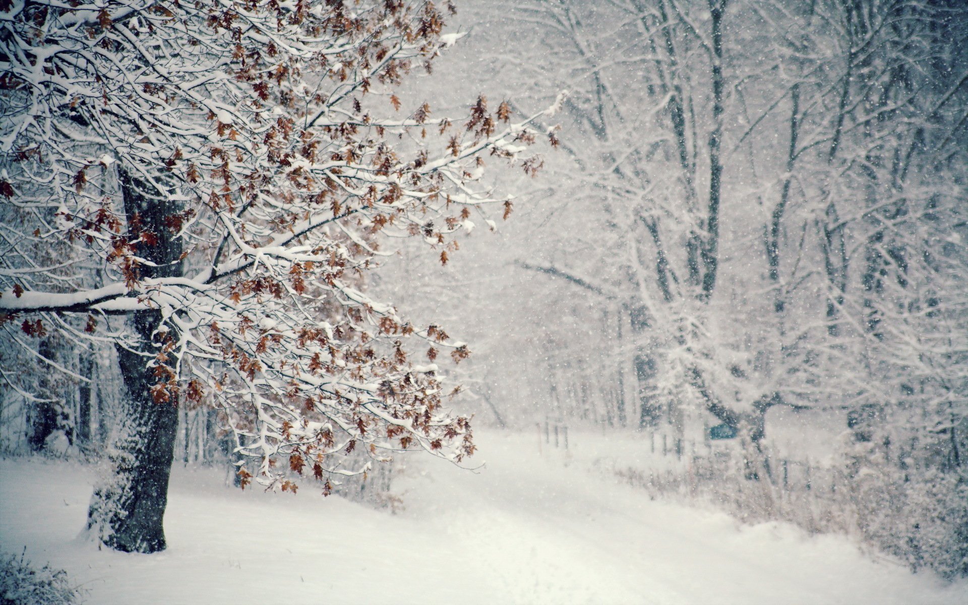 winter baum schnee schneesturm