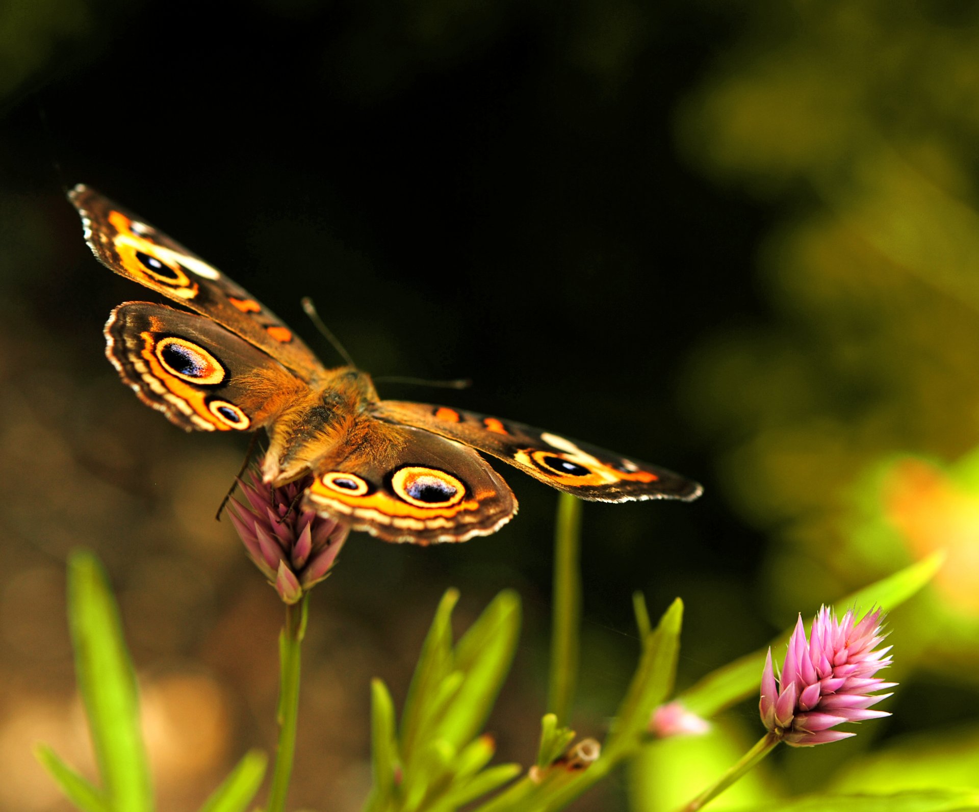 butterfly wings clover brown pink