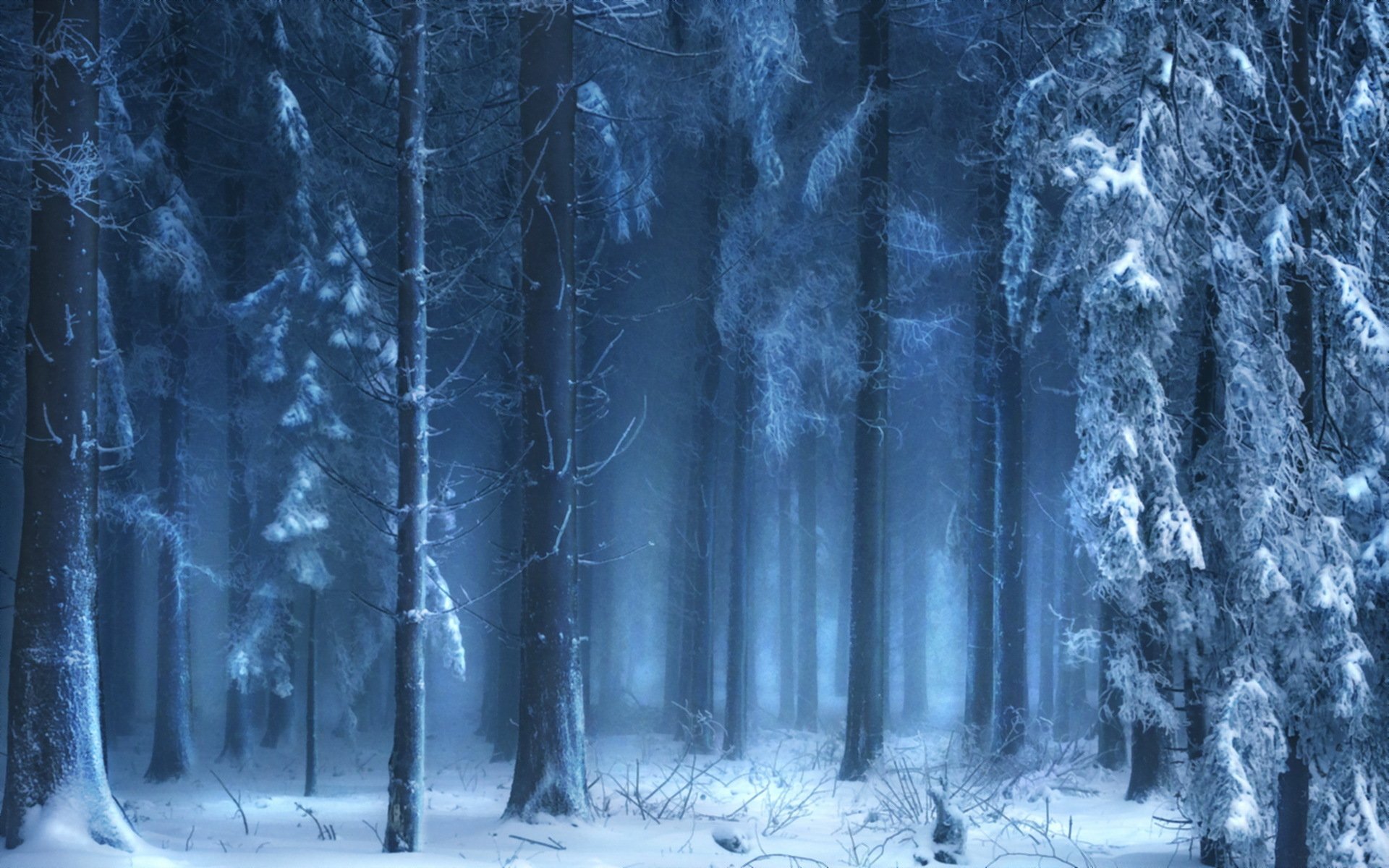 forest fog winter nature