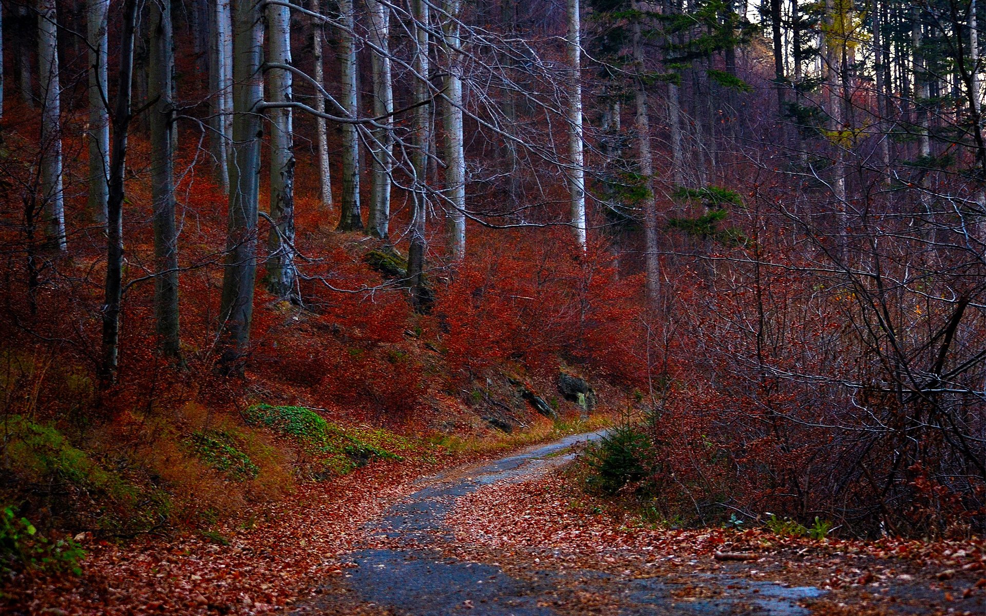 straße herbst wald blätter rot bäume