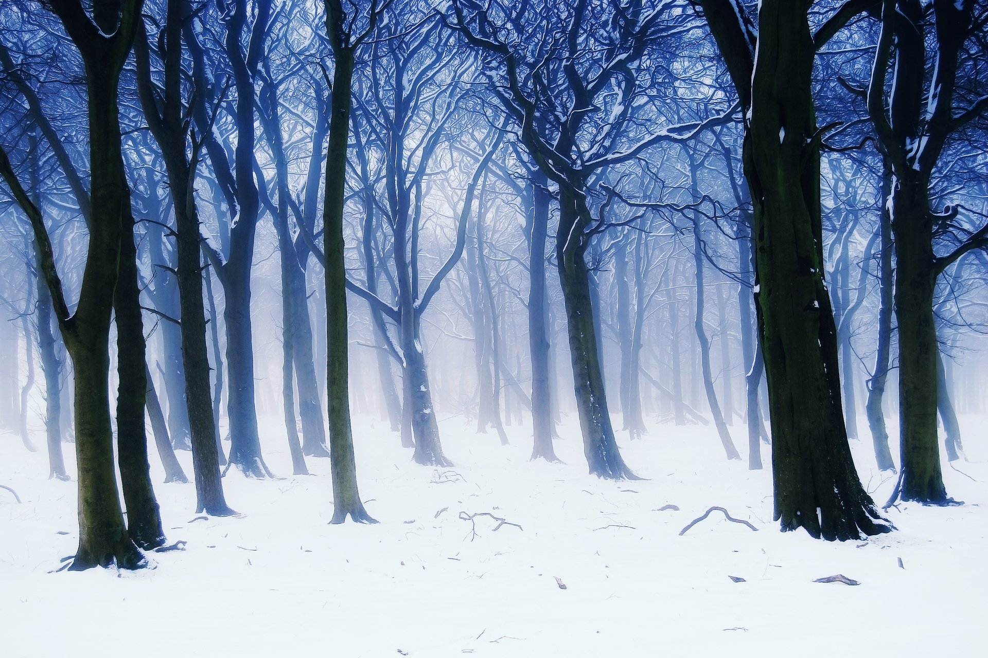 natura zima las mgła drzewa gałęzie śnieg