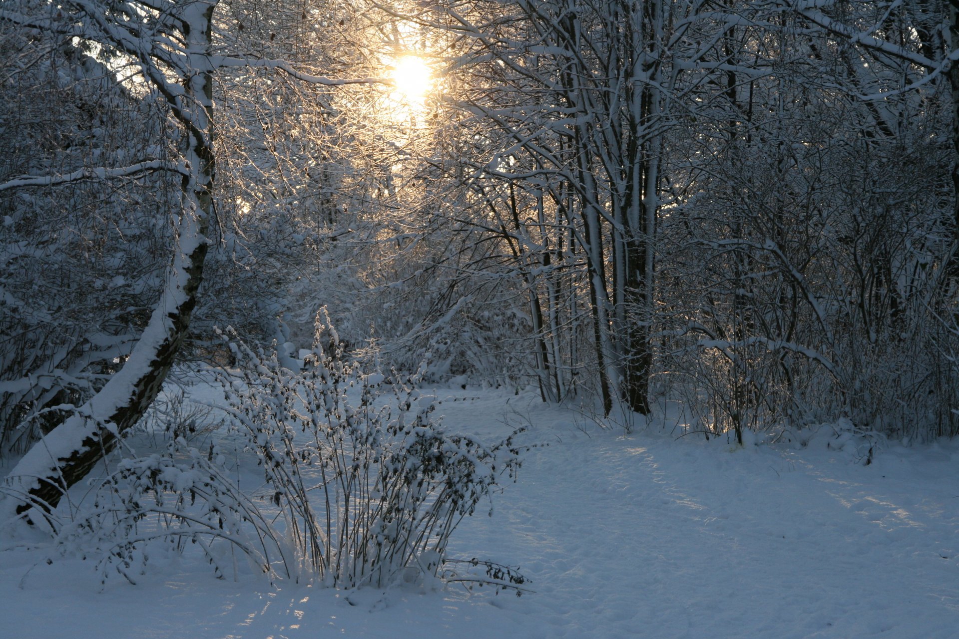 invierno bosque sol nieve