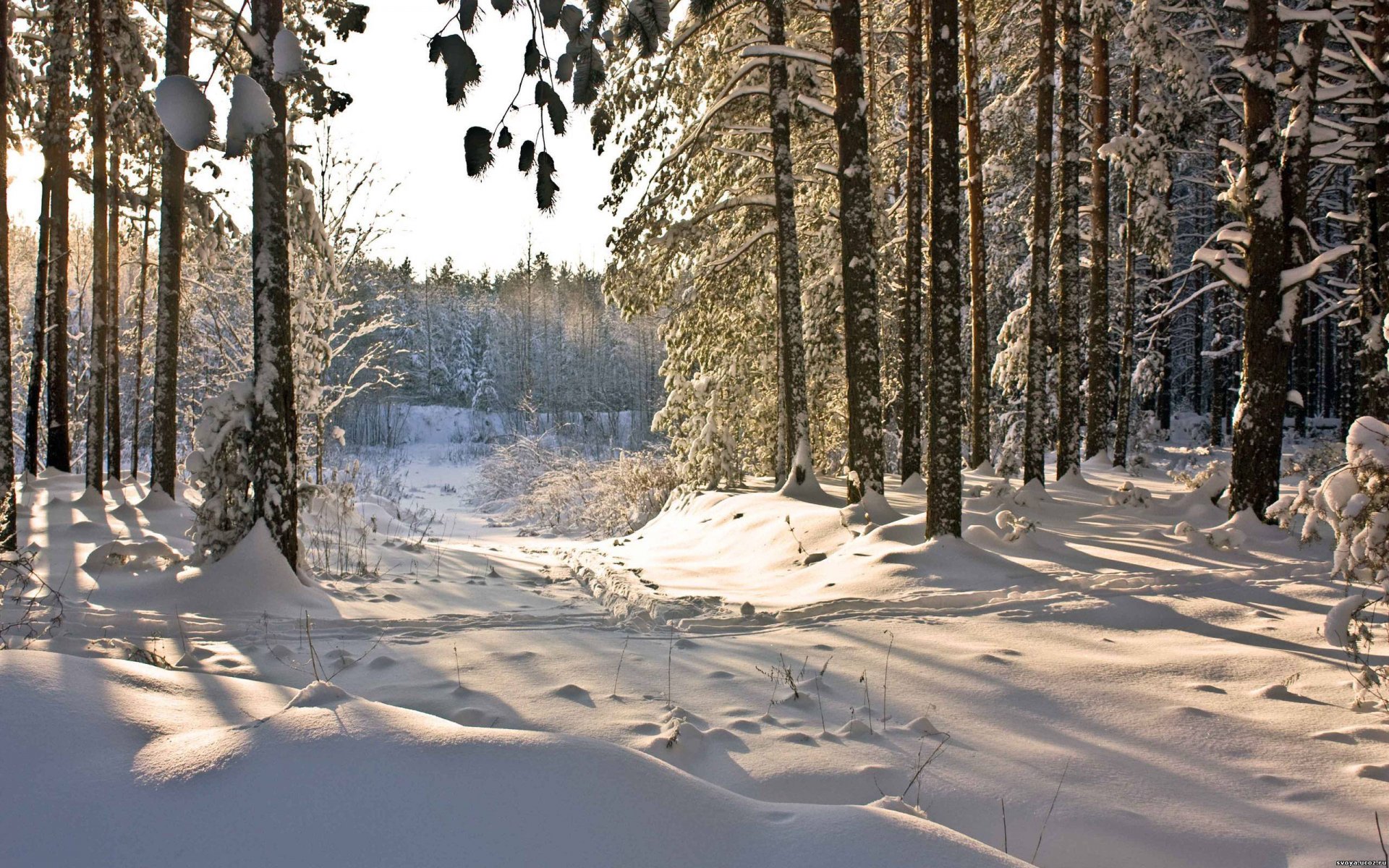 hiver forêt neige nature hiver