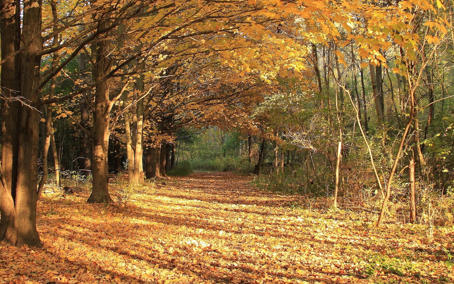 autunno foglie natura