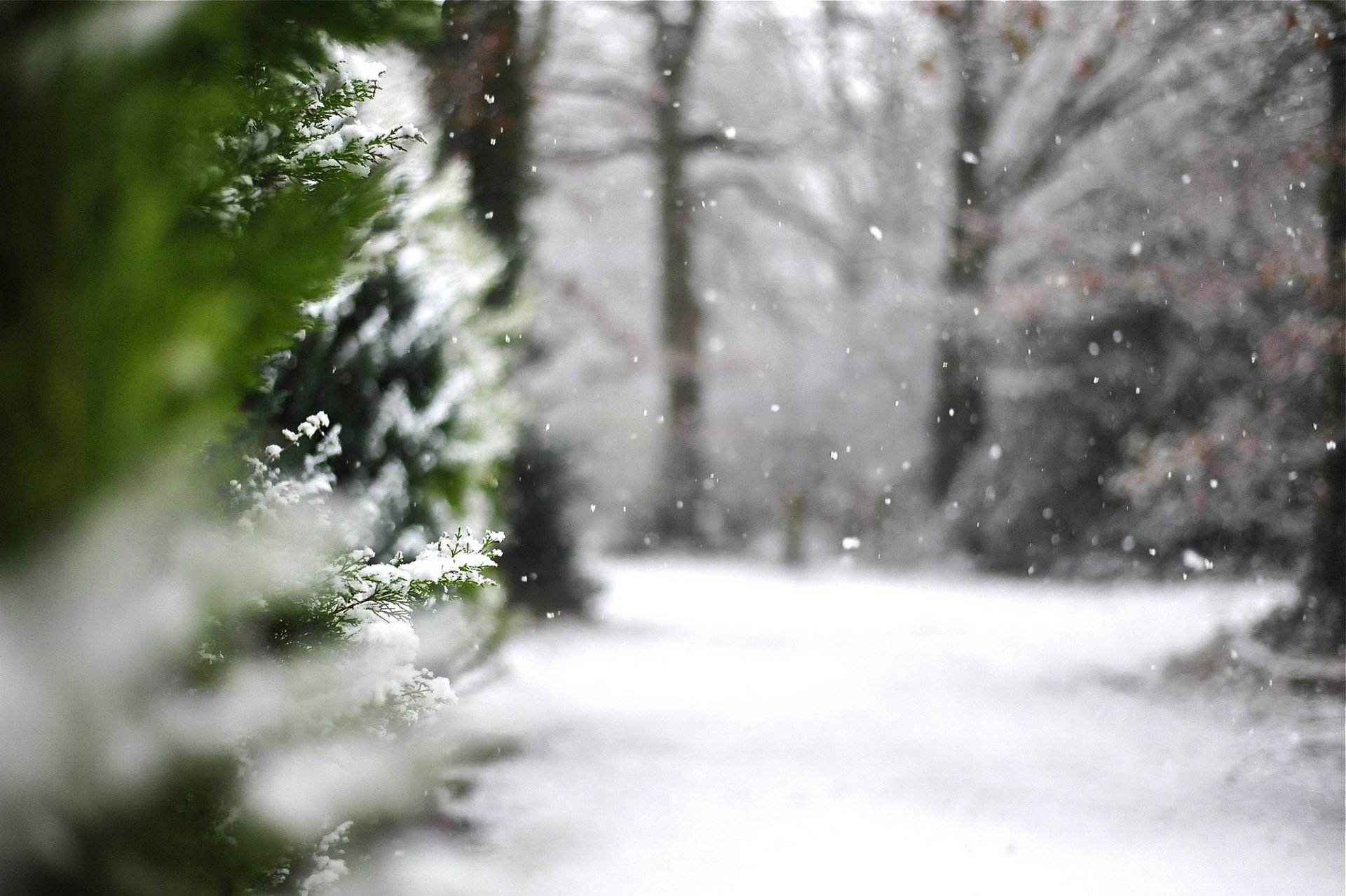 close up nature winter snow thuja