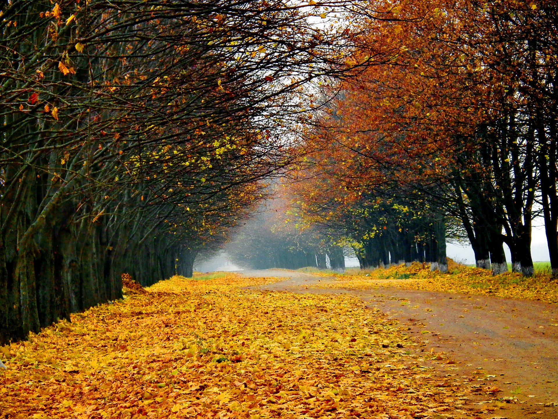 nature paysage arbres forêt route automne feuilles