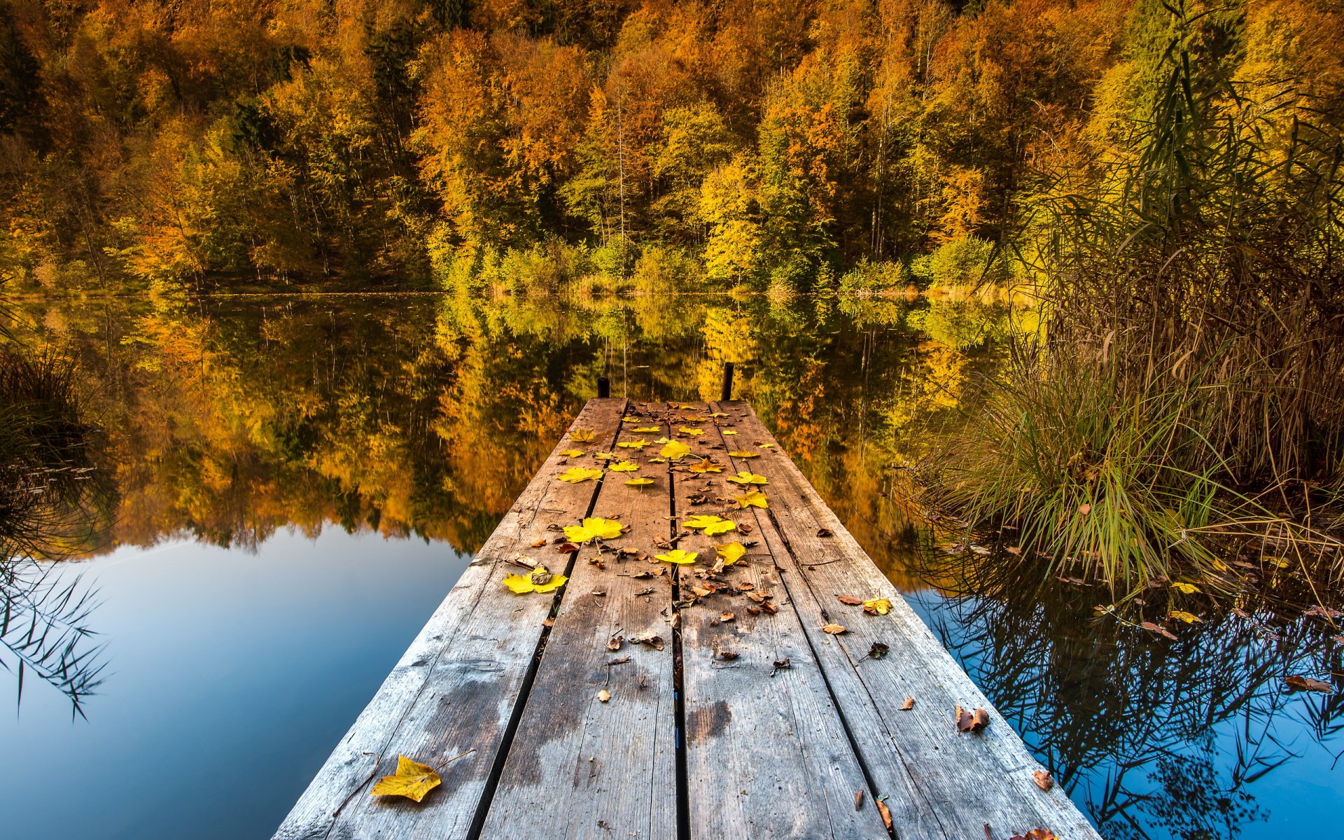 jezioro most liście jesień natura