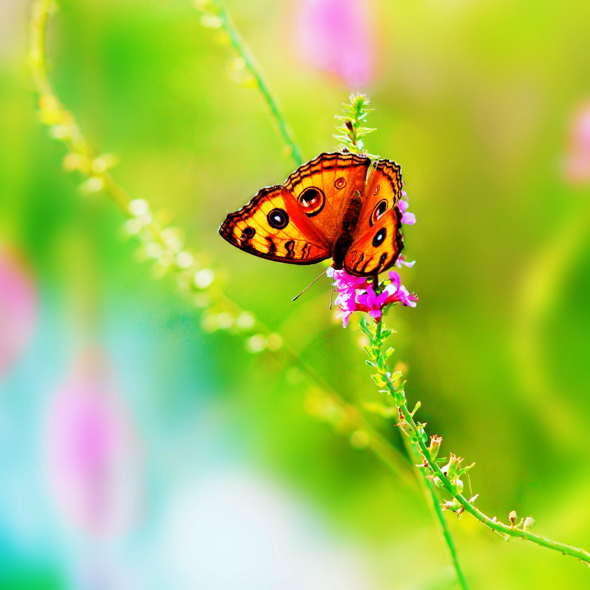 papillon fleur été nature insecte couleurs lumineux