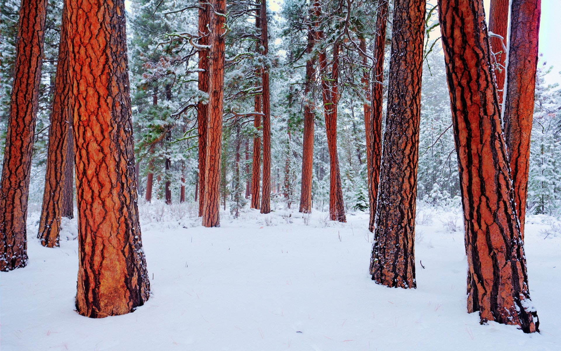 hiver arbres nature