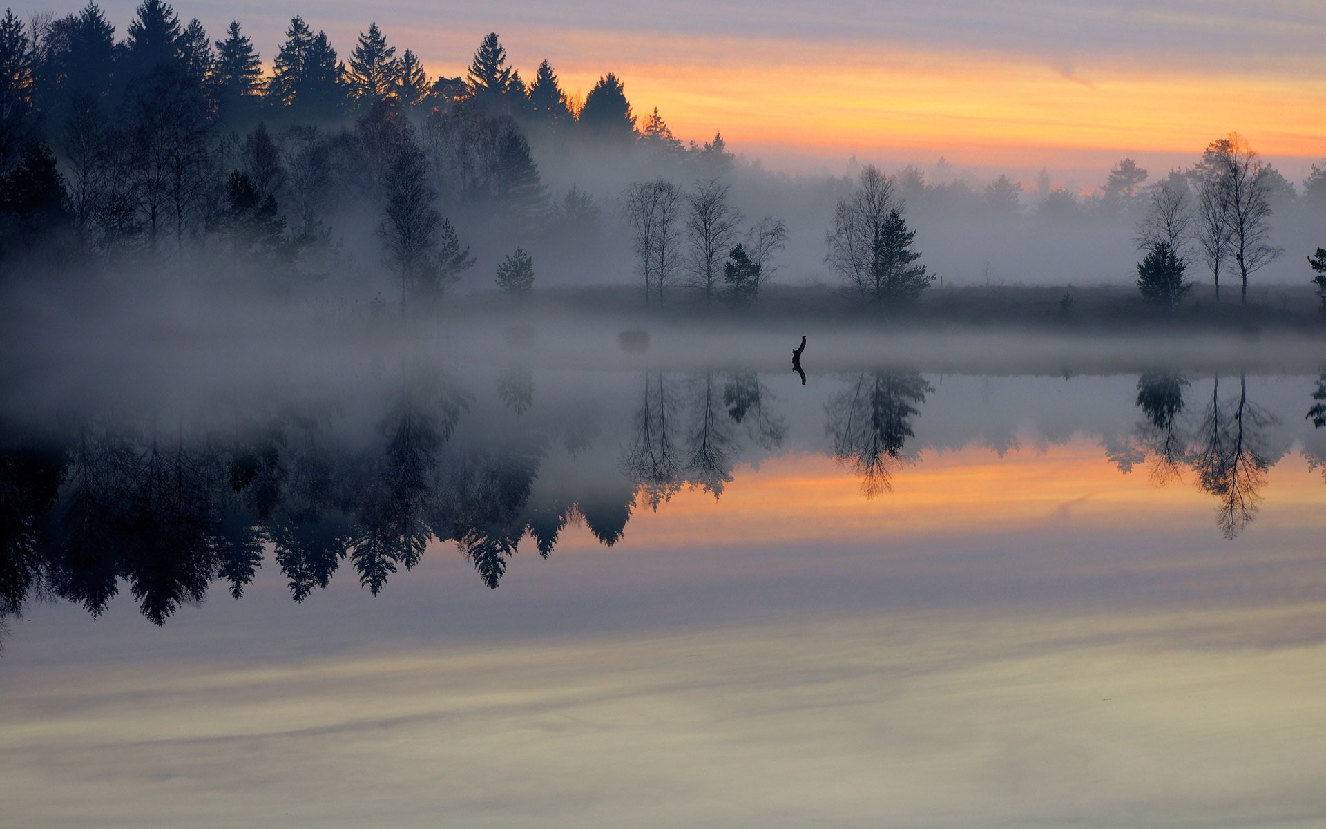 forêt brouillard lac étang surface matin aube