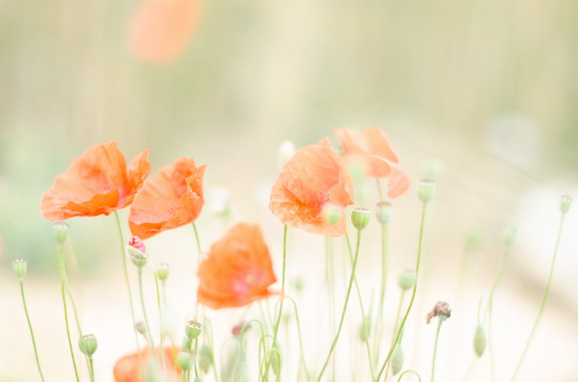 the field summer poppies nature light