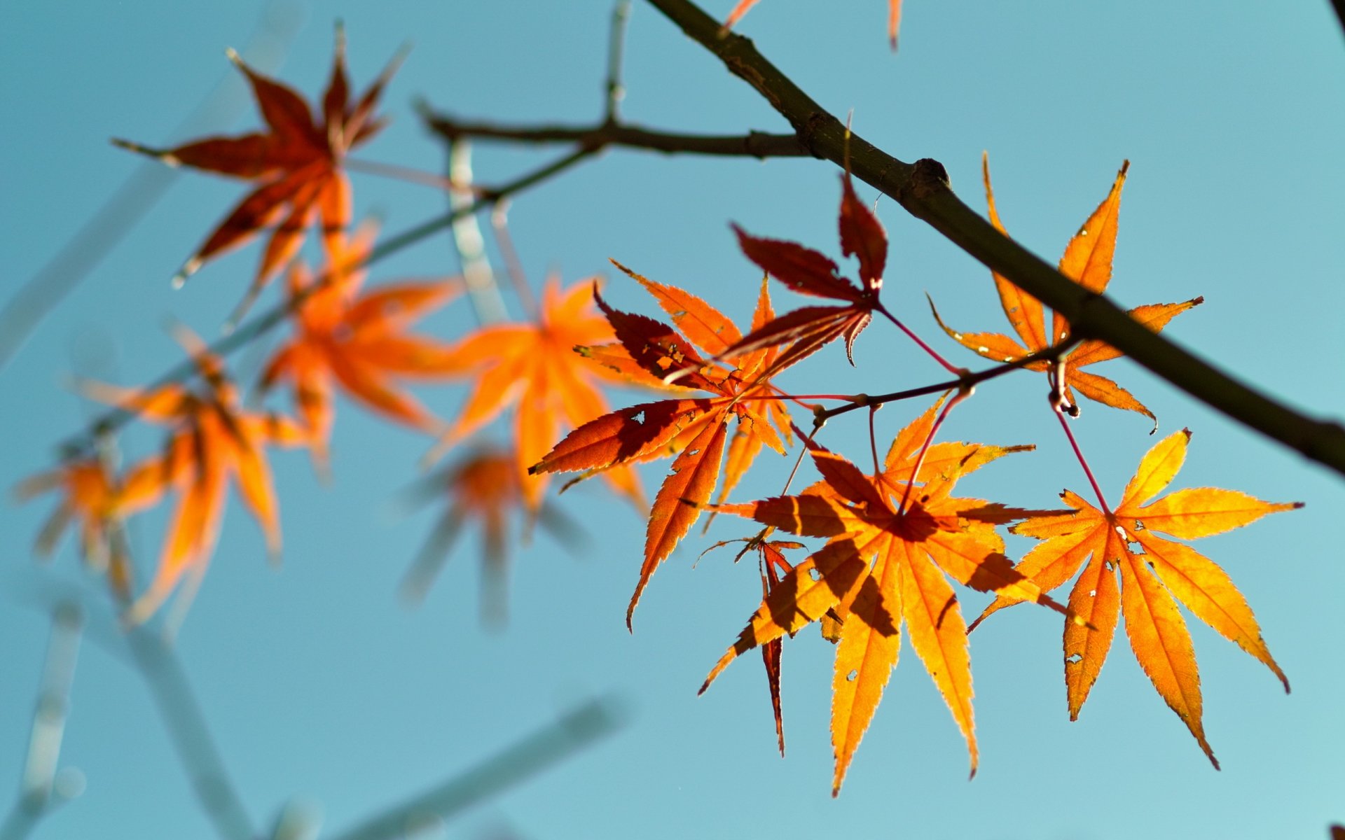 leaves branch nature background