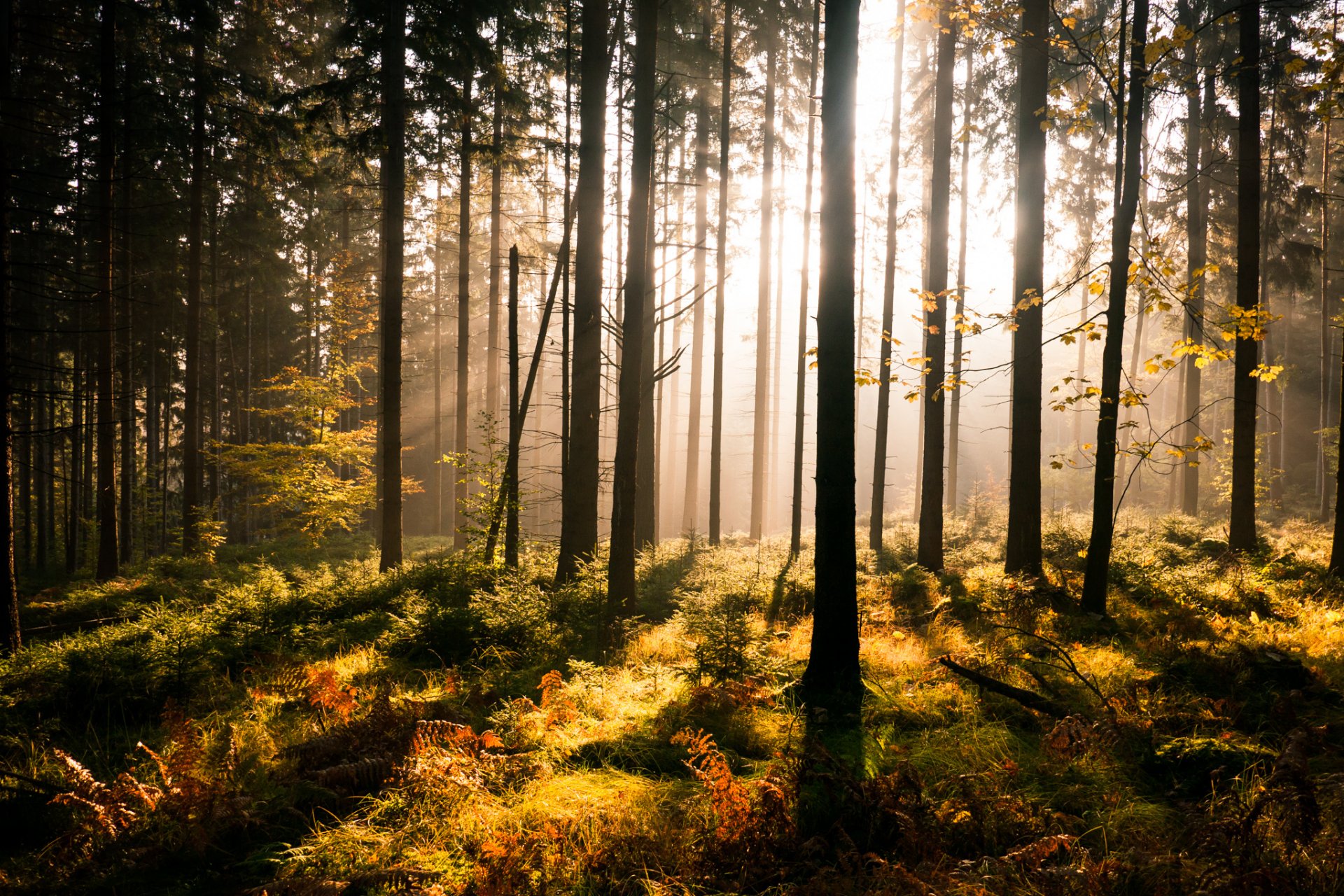 bosque rayos de sol árboles vegetación helecho