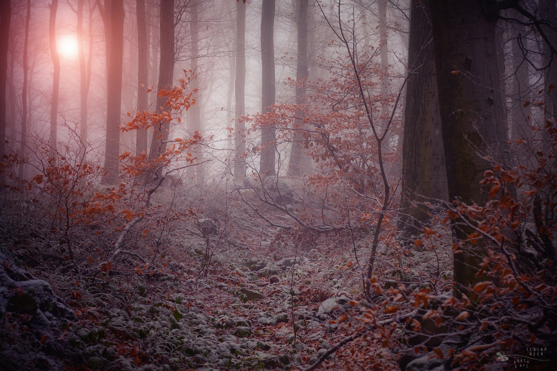 natur düsterer wald winter nebel frost zweige bäume trockenes laub