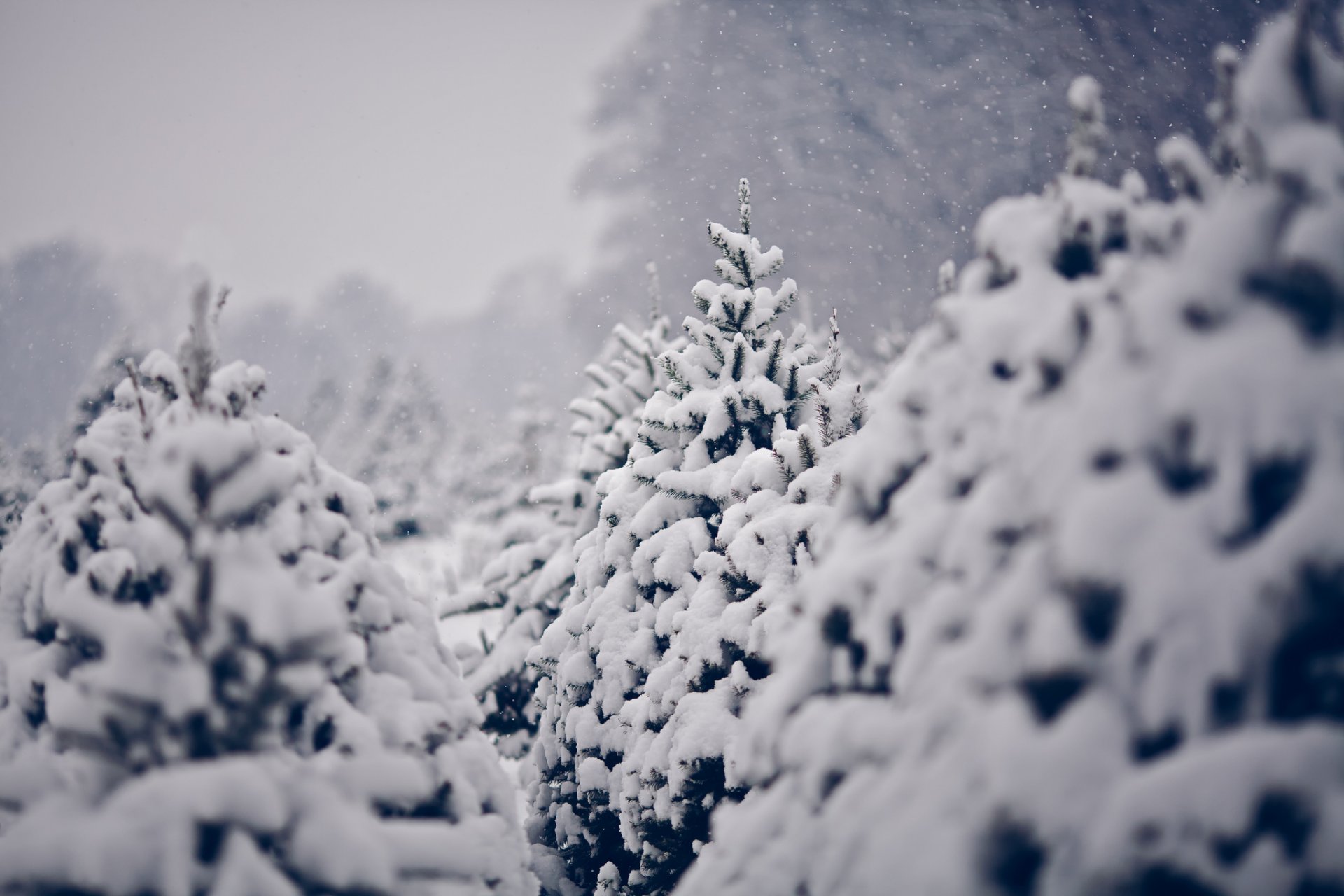 natura śnieg zima