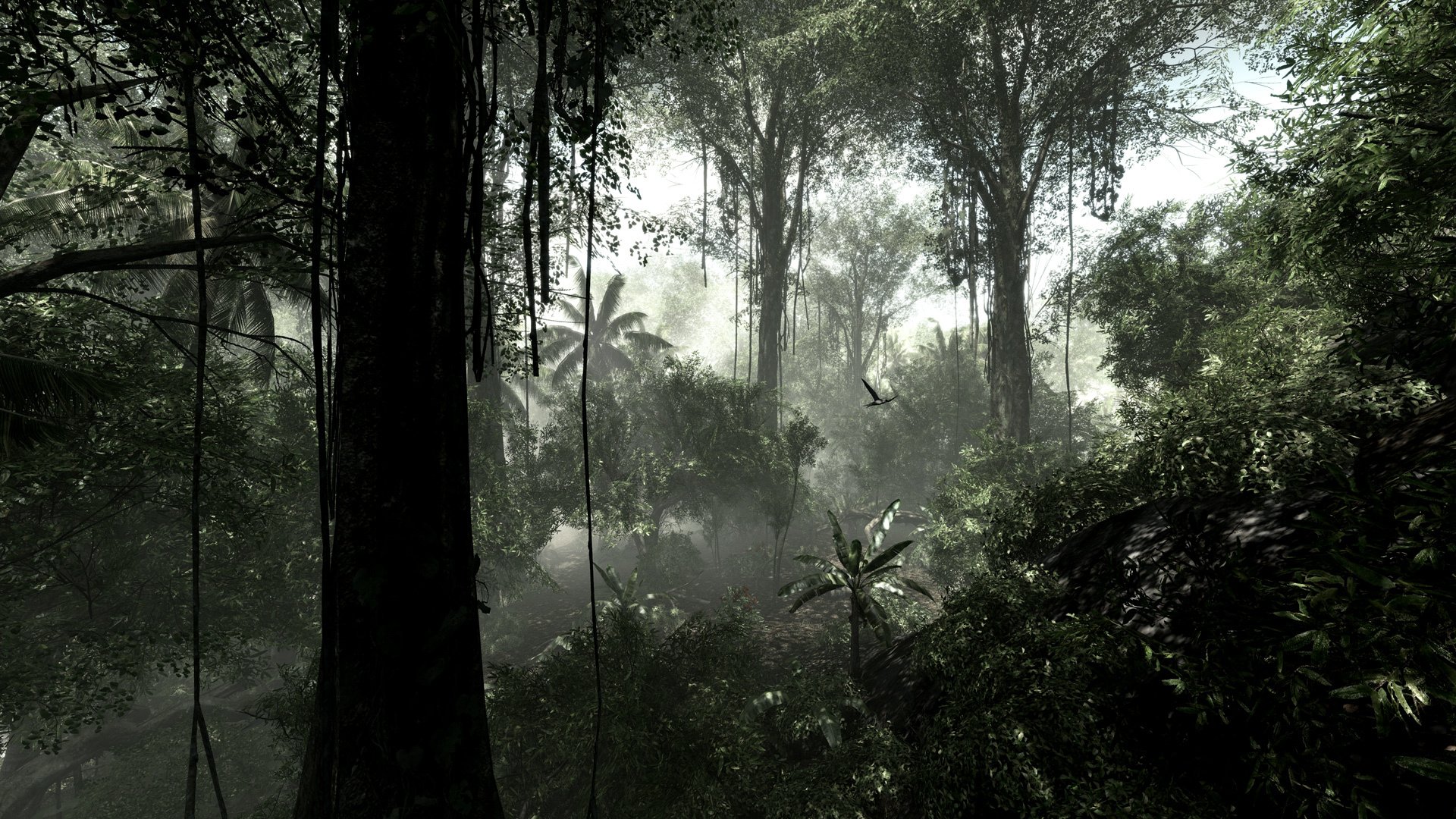 selva bush selva selva tropical árboles enredaderas plantas humedad naturaleza