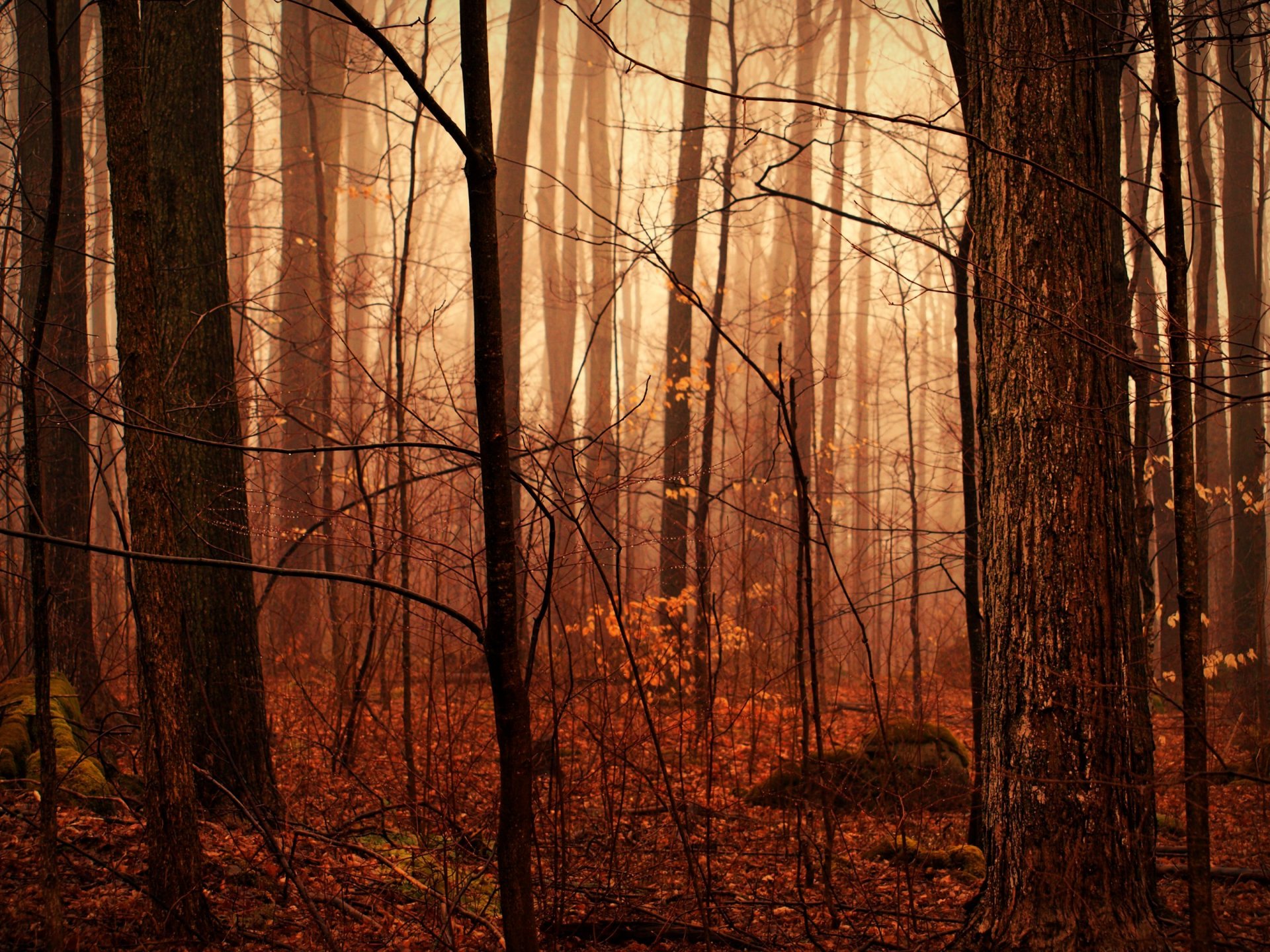 forêt d automne après la pluie humidité gouttes brume nature