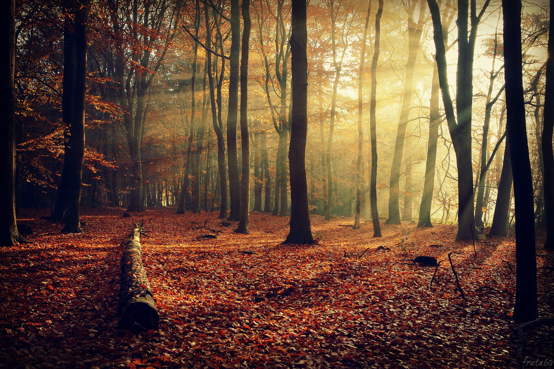 nature automne forêt feuillage arbres branches lumière rayons