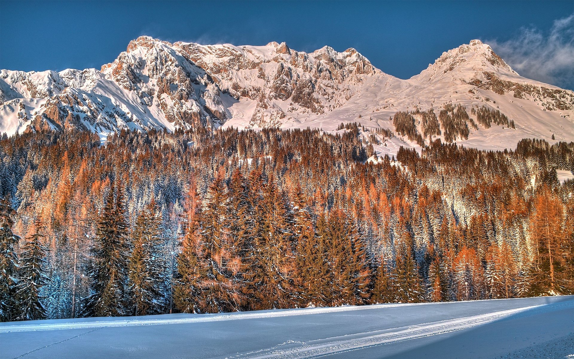 mountain forest snow winter tree