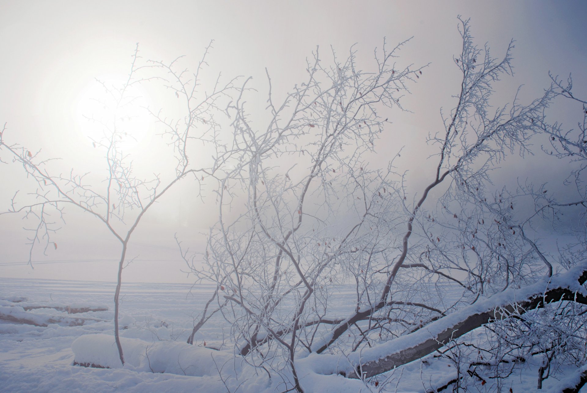 hiver neige arbre branches soleil brume givre