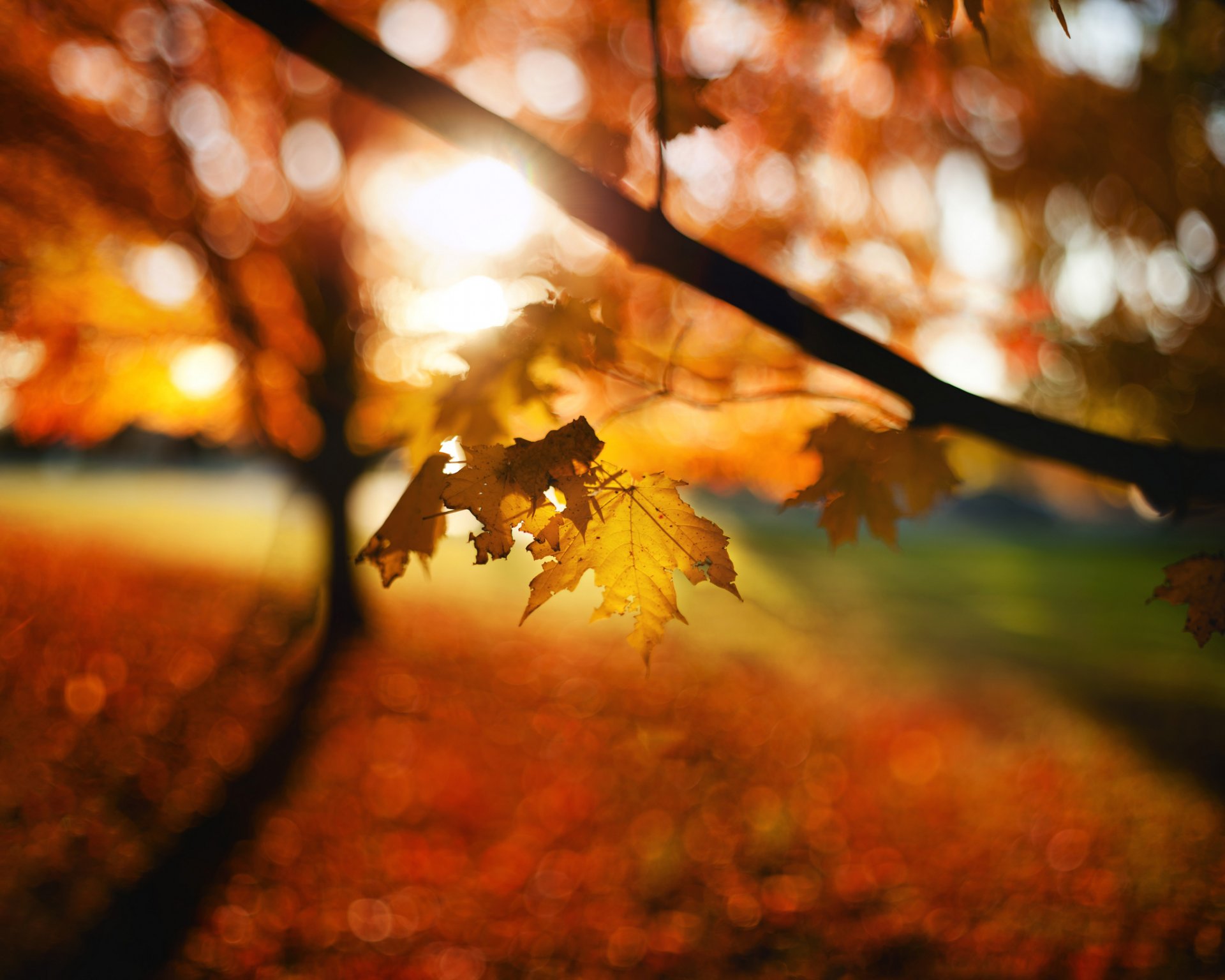 hojas otoño bokeh desenfoque