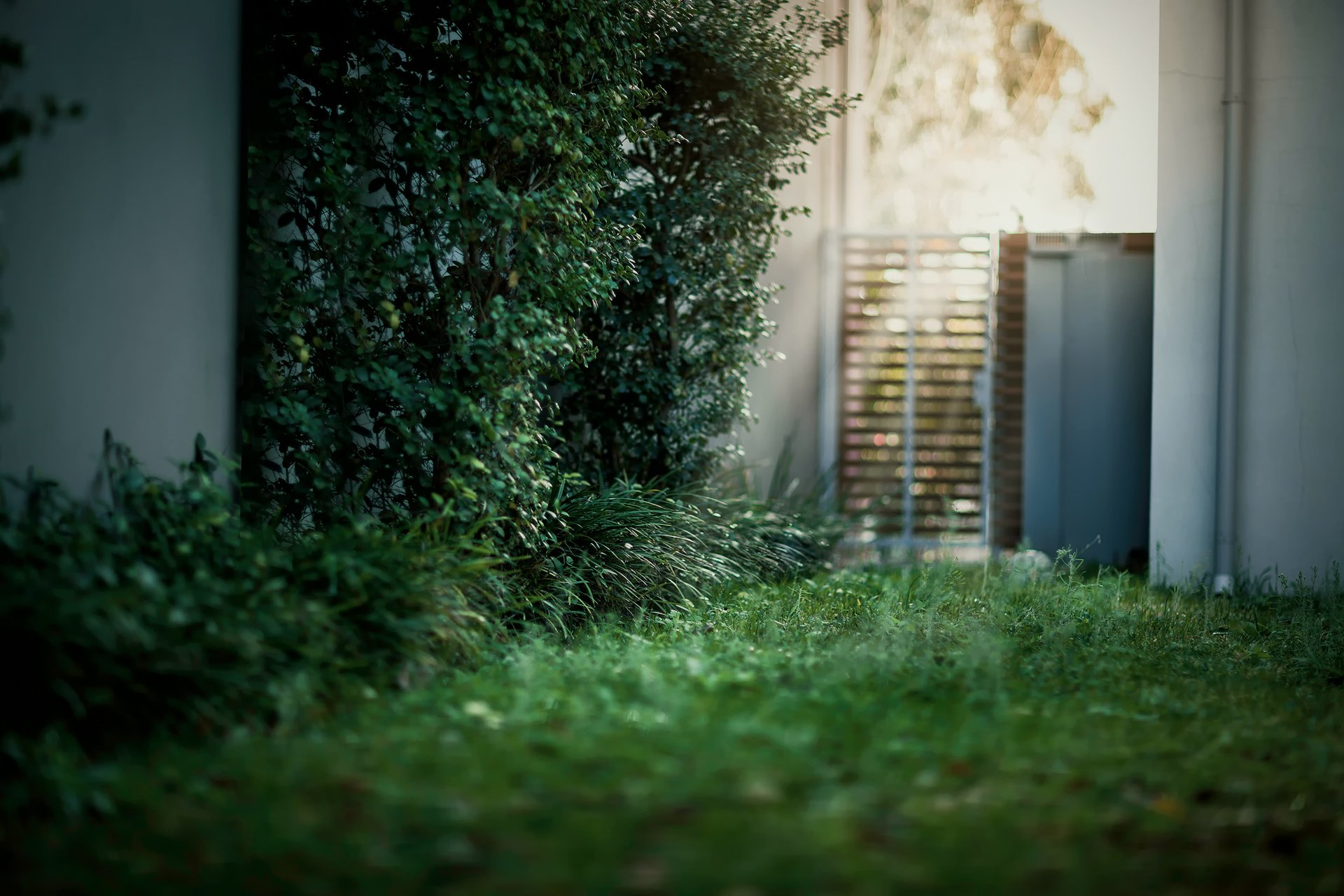 cortile erba cespugli porta luce abbagliamento bokeh