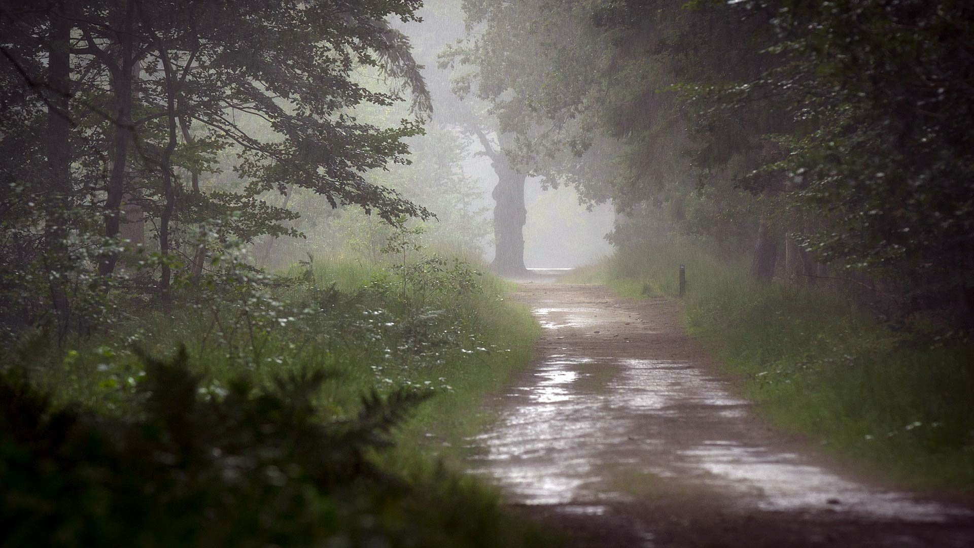 straße regen bäume natur