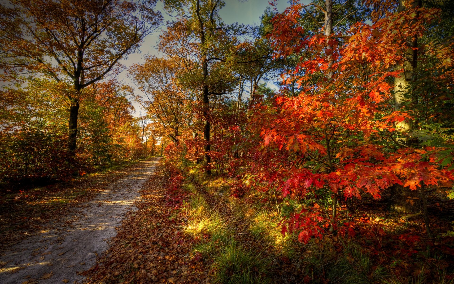 natur landschaft himmel herbst straße wald bäume