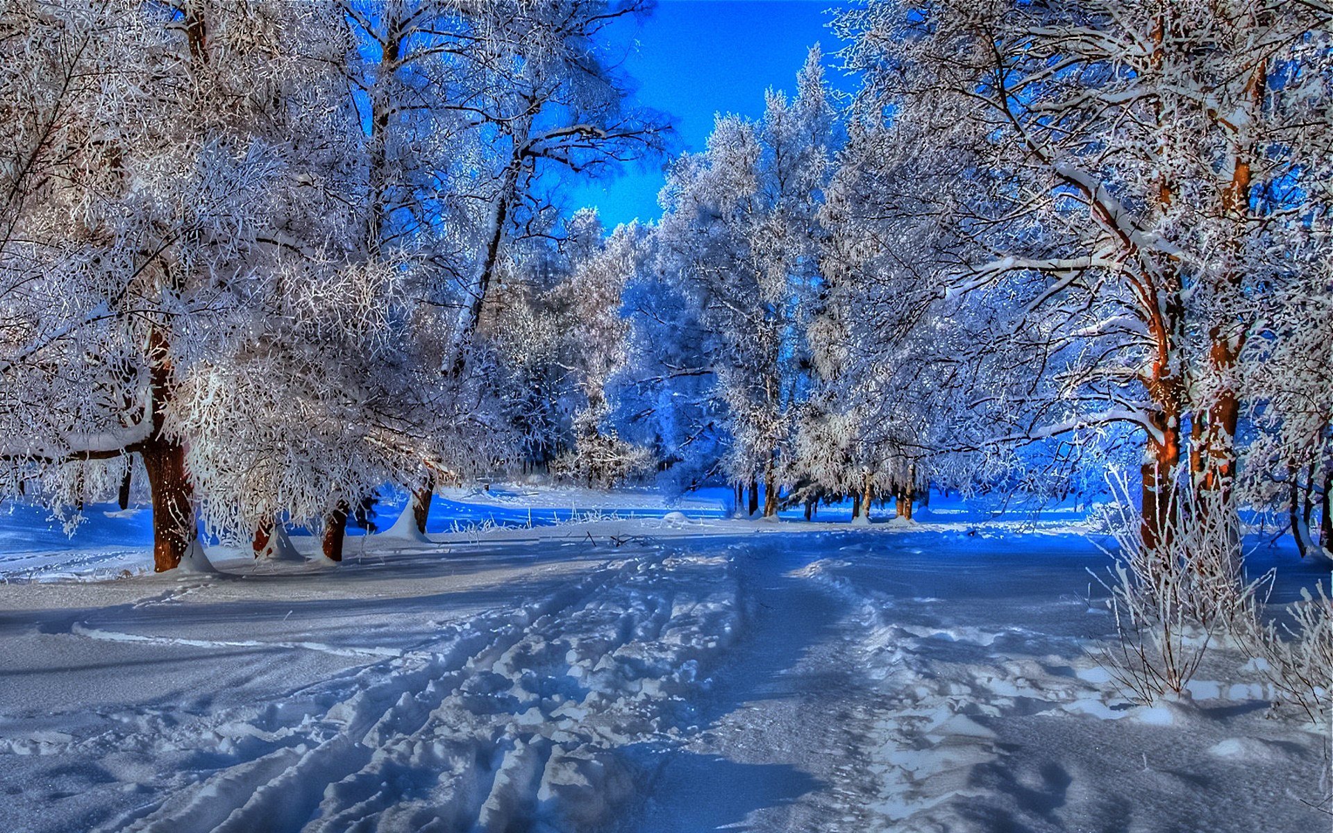 forest tree branches freshness cool road trail traces winter snow frost blue sky