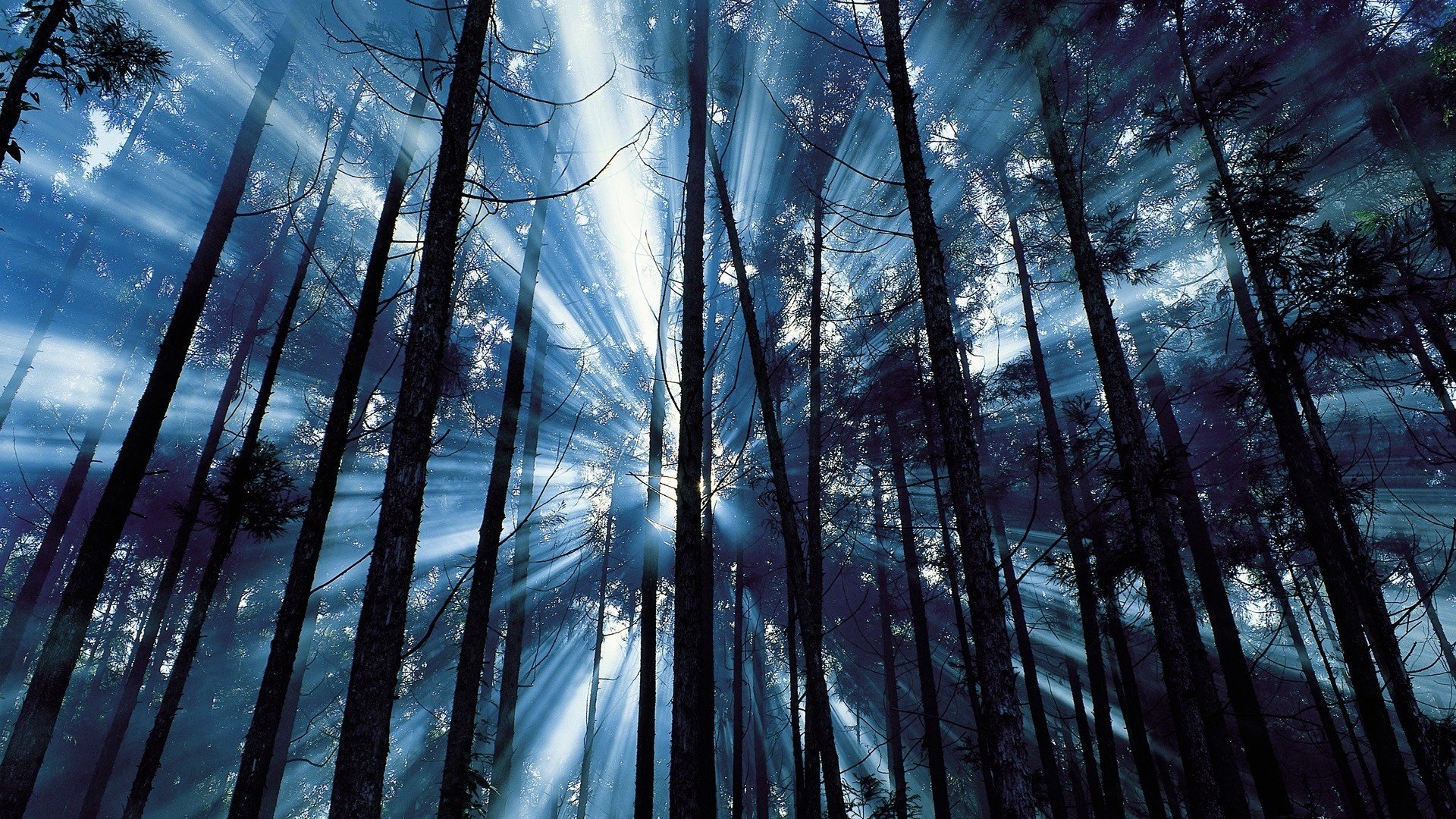 forest tree rays blue