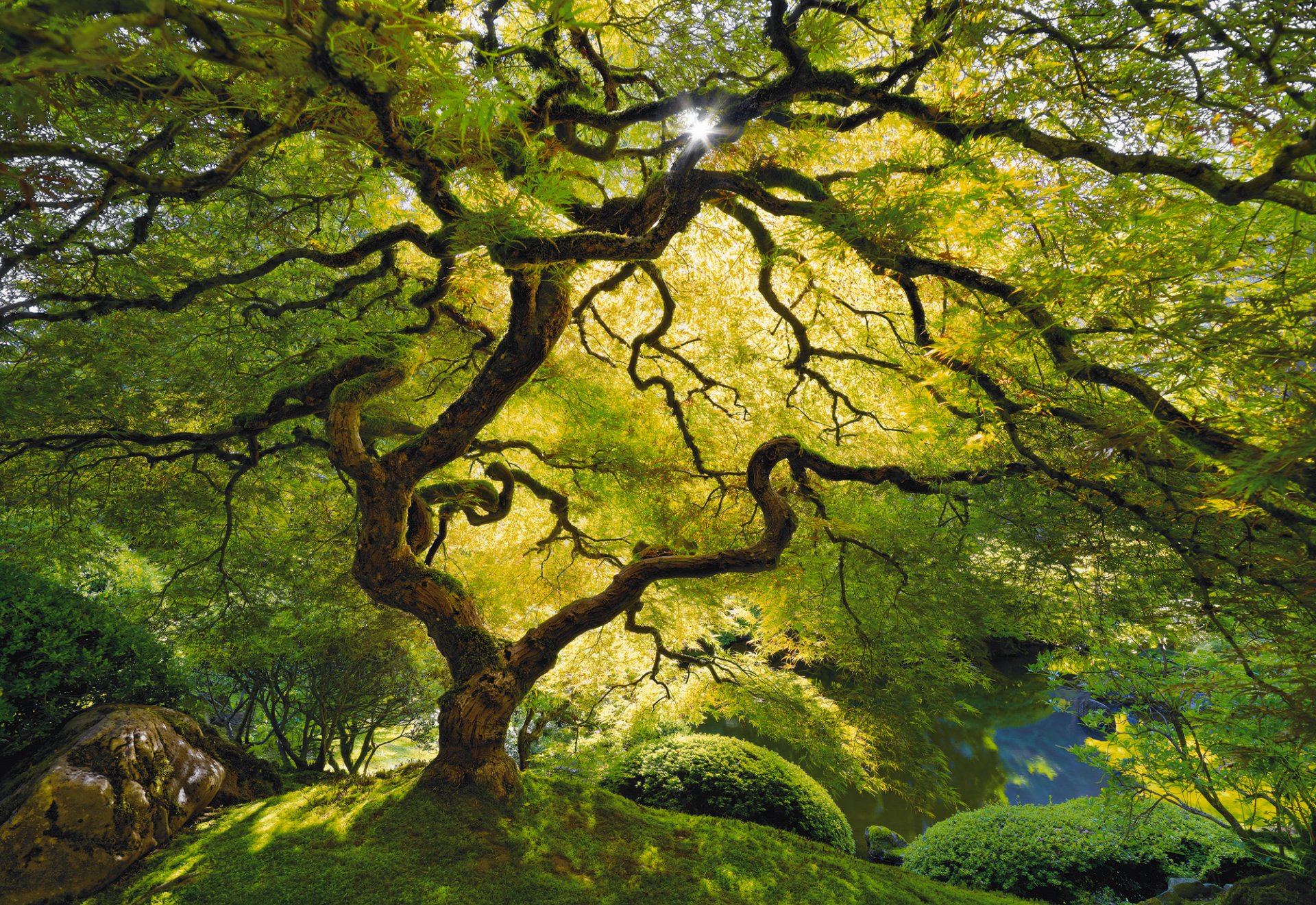 árbol luz vida tranquilidad