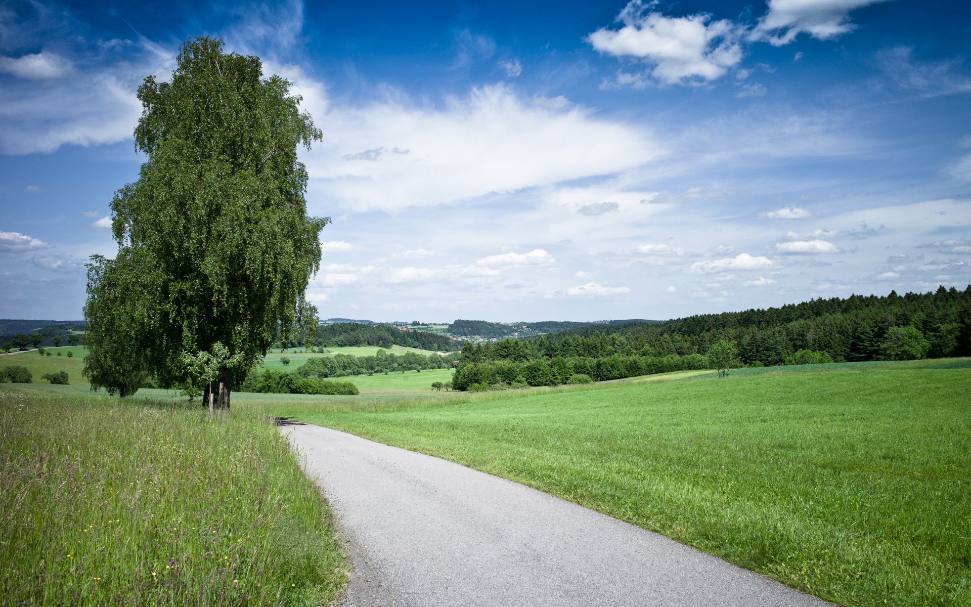 natura droga drzewo trawa niebo lato