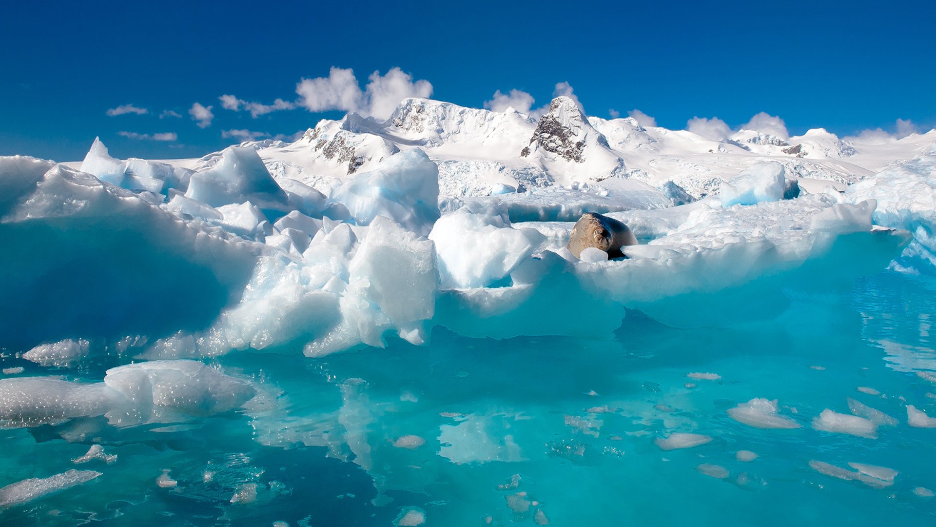 nature north antarctica ice ocean water snow seal