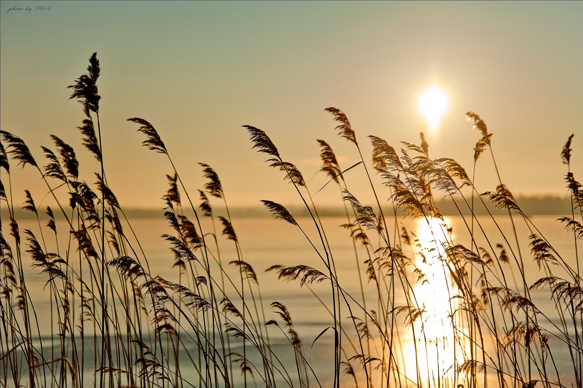 morning dawn river sun fog grass nature