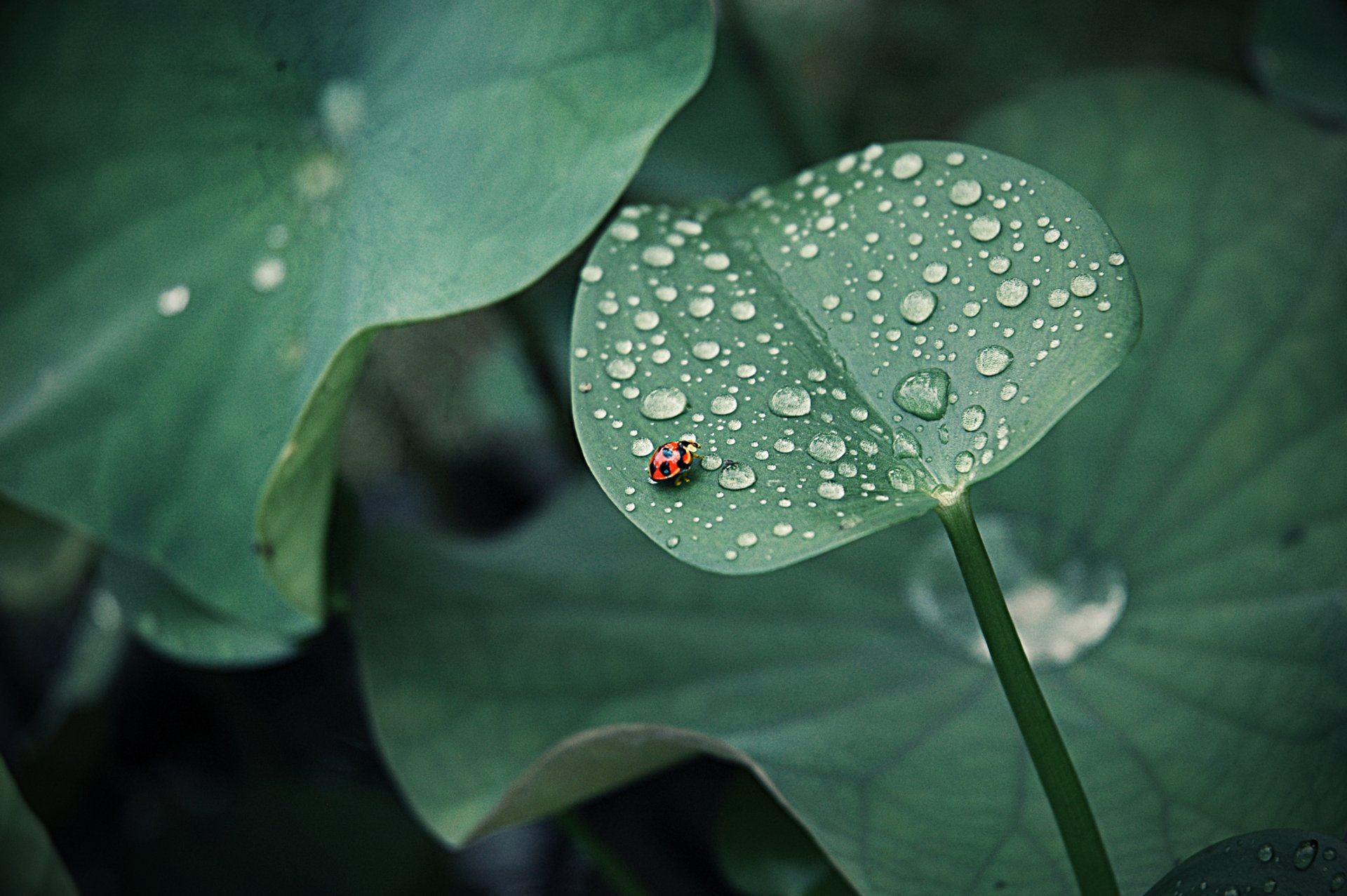 coccinelle feuilles gouttes rosée rond insecte