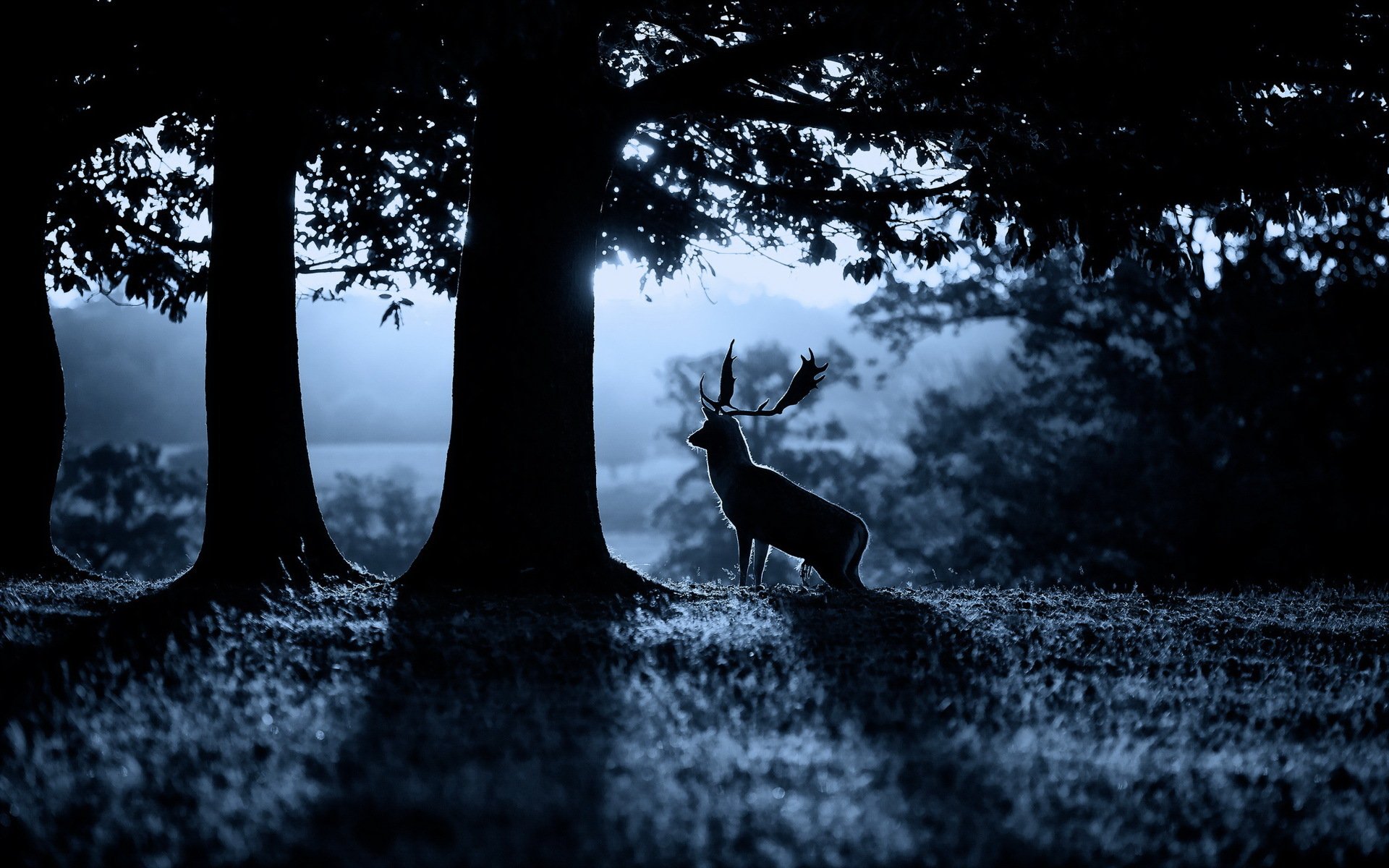 reindeer morning forest nature