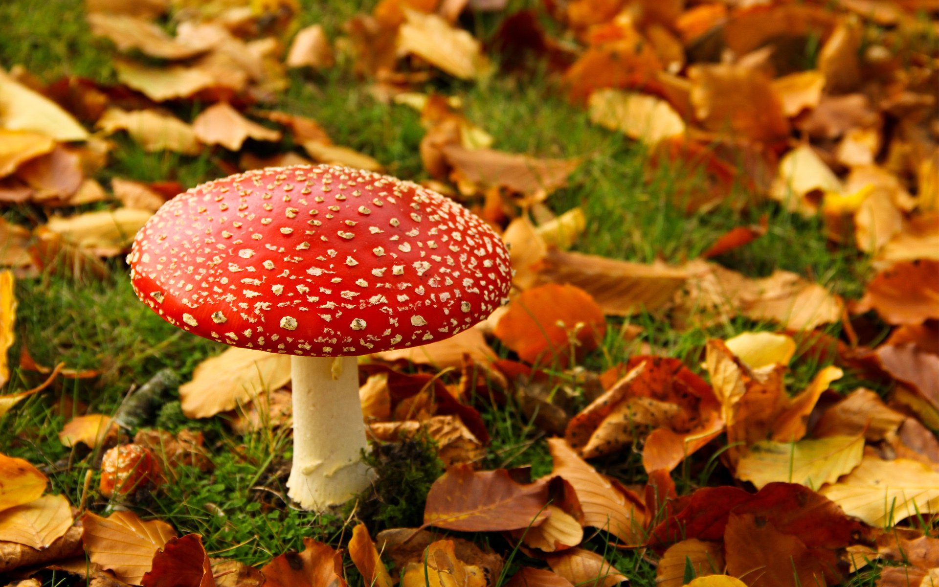 otoño seta amanita hojas