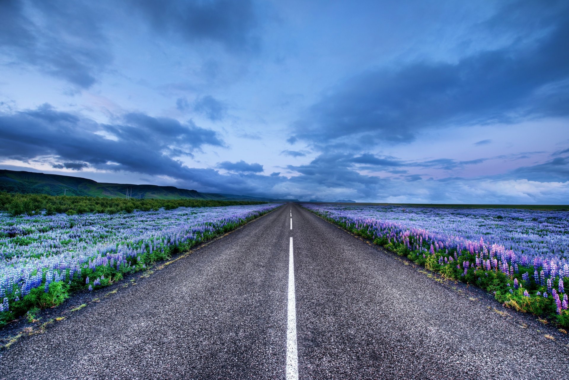 islandia carretera prados flores lupino horizonte