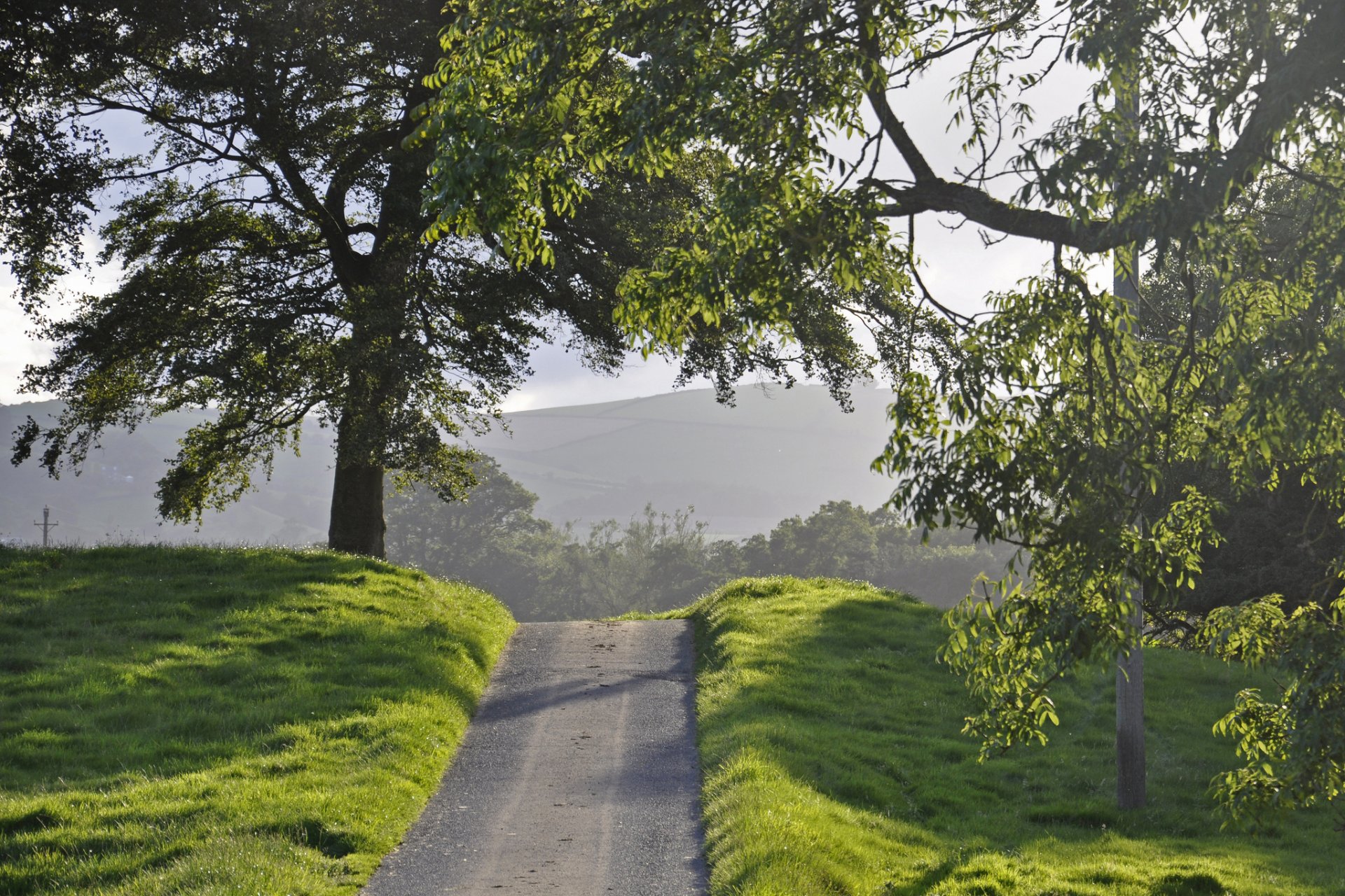 natur sommer straße gras bäume abend