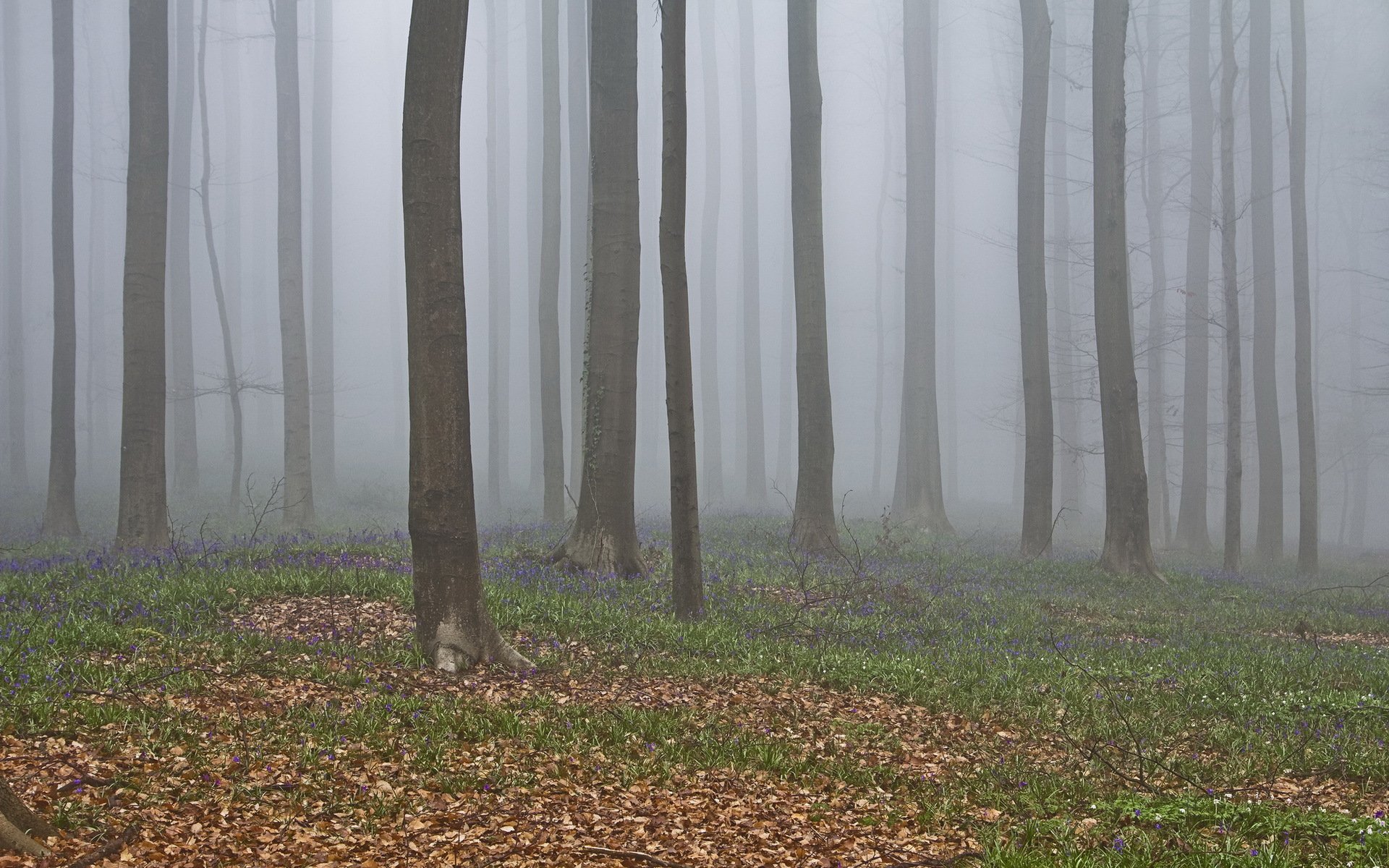 forêt arbres brouillard nature