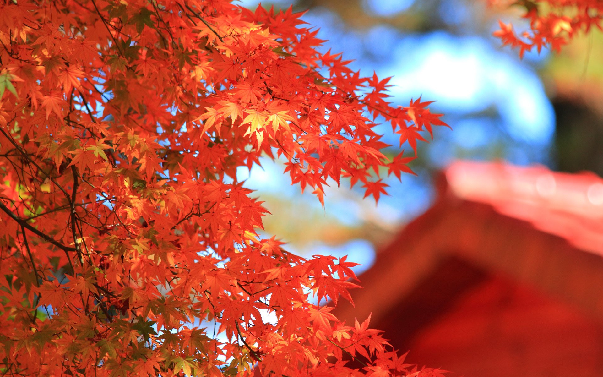 autunno albero corona foglie rosso acero macro sfocatura casa tetto