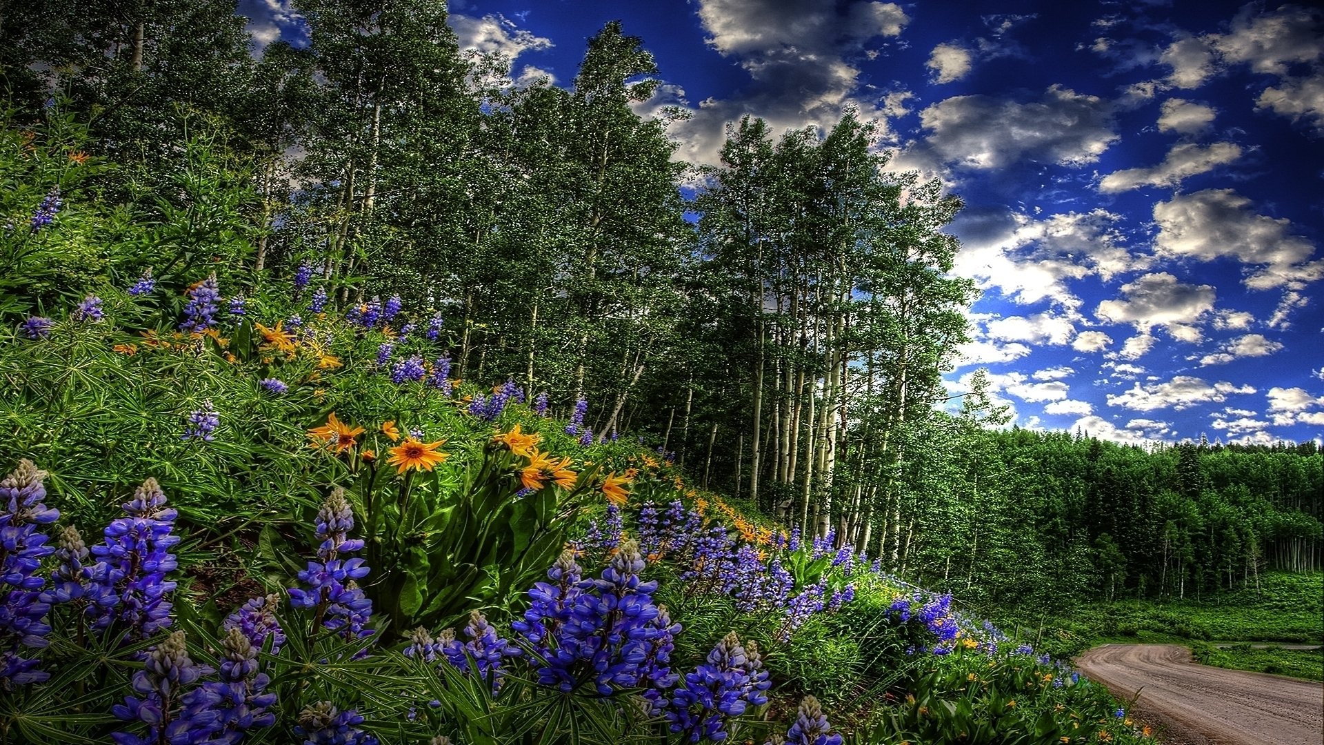 forest tree grass flower bush ratitelnost green road spring sky clouds grove