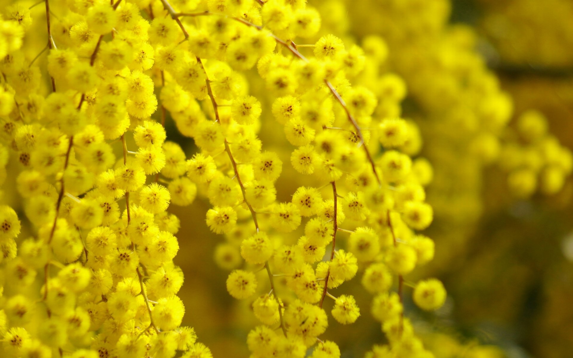 acacia bush reflections blur nature close up