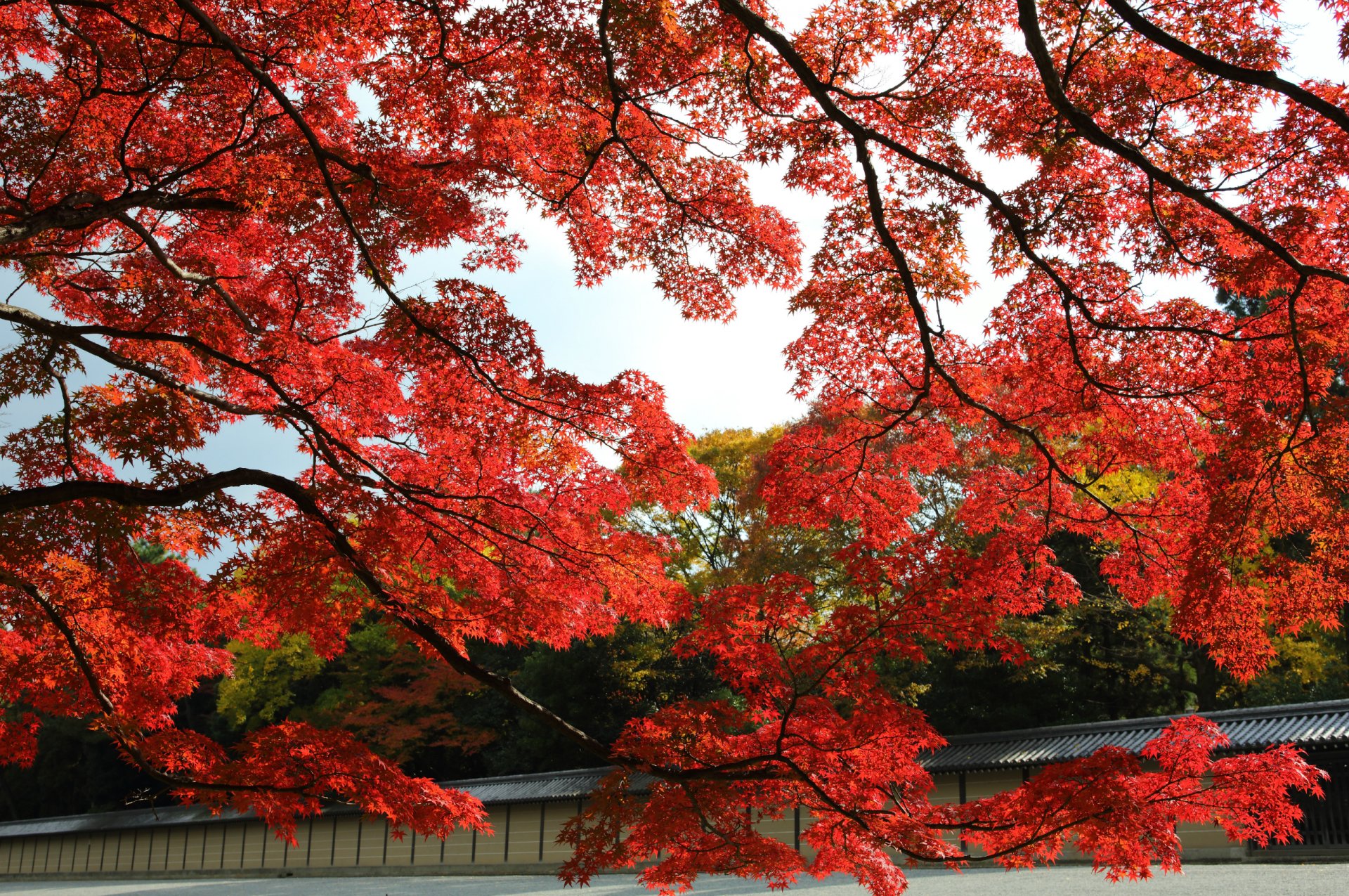 giappone kyoto autunno giardino parco alberi acero rosso foglie