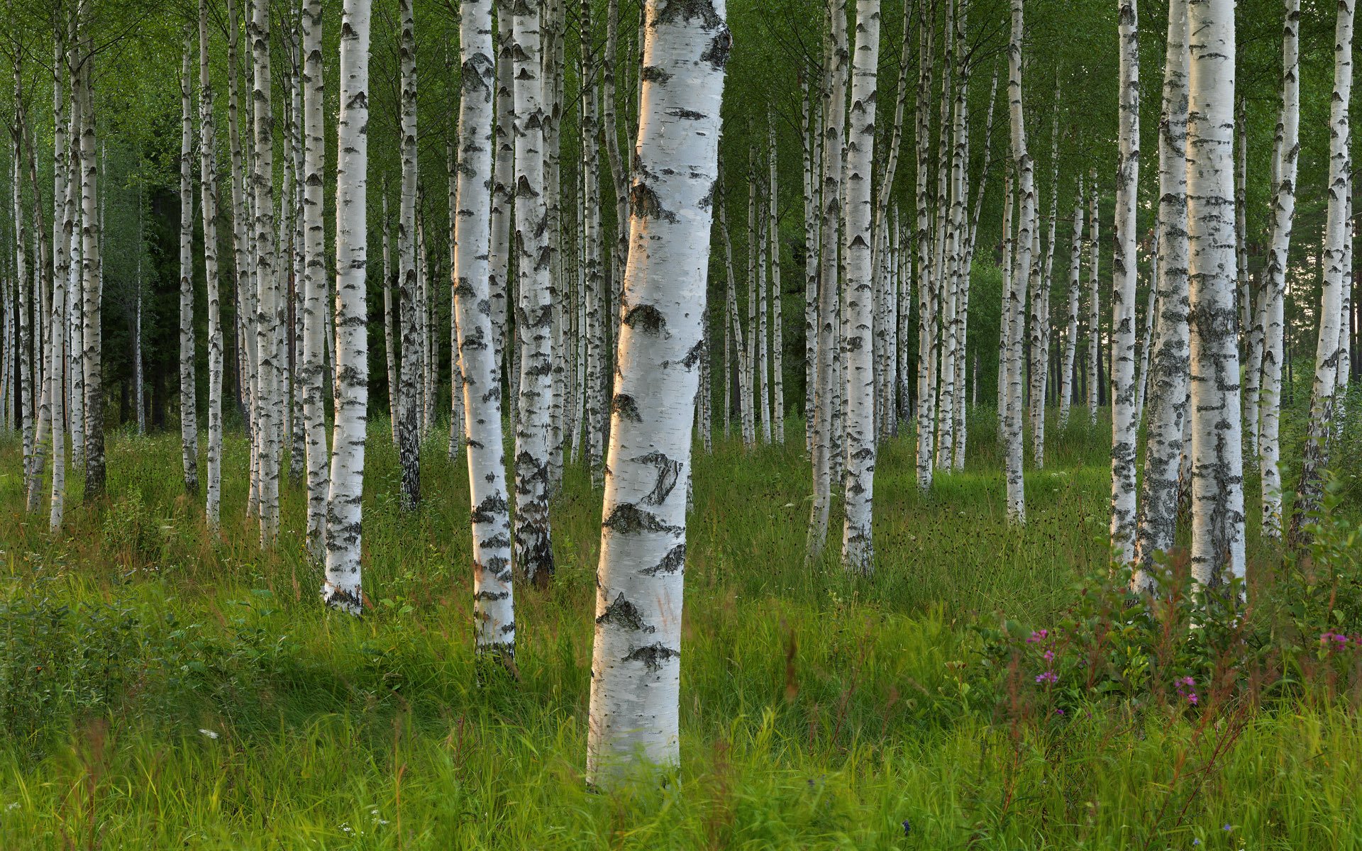 dalarna suecia árboles arboleda