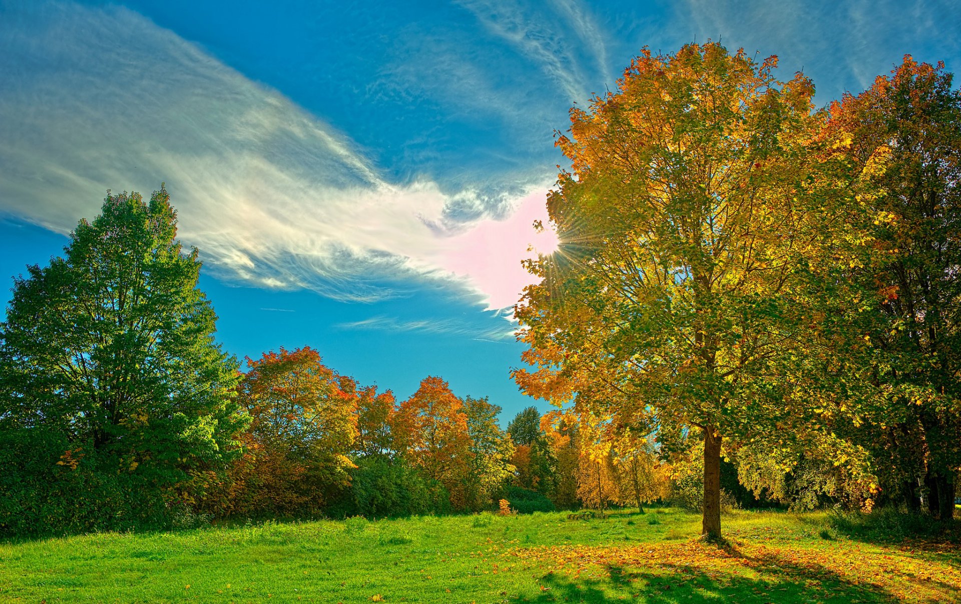 grass lawn forest tree leaves sky clouds rays sun light day