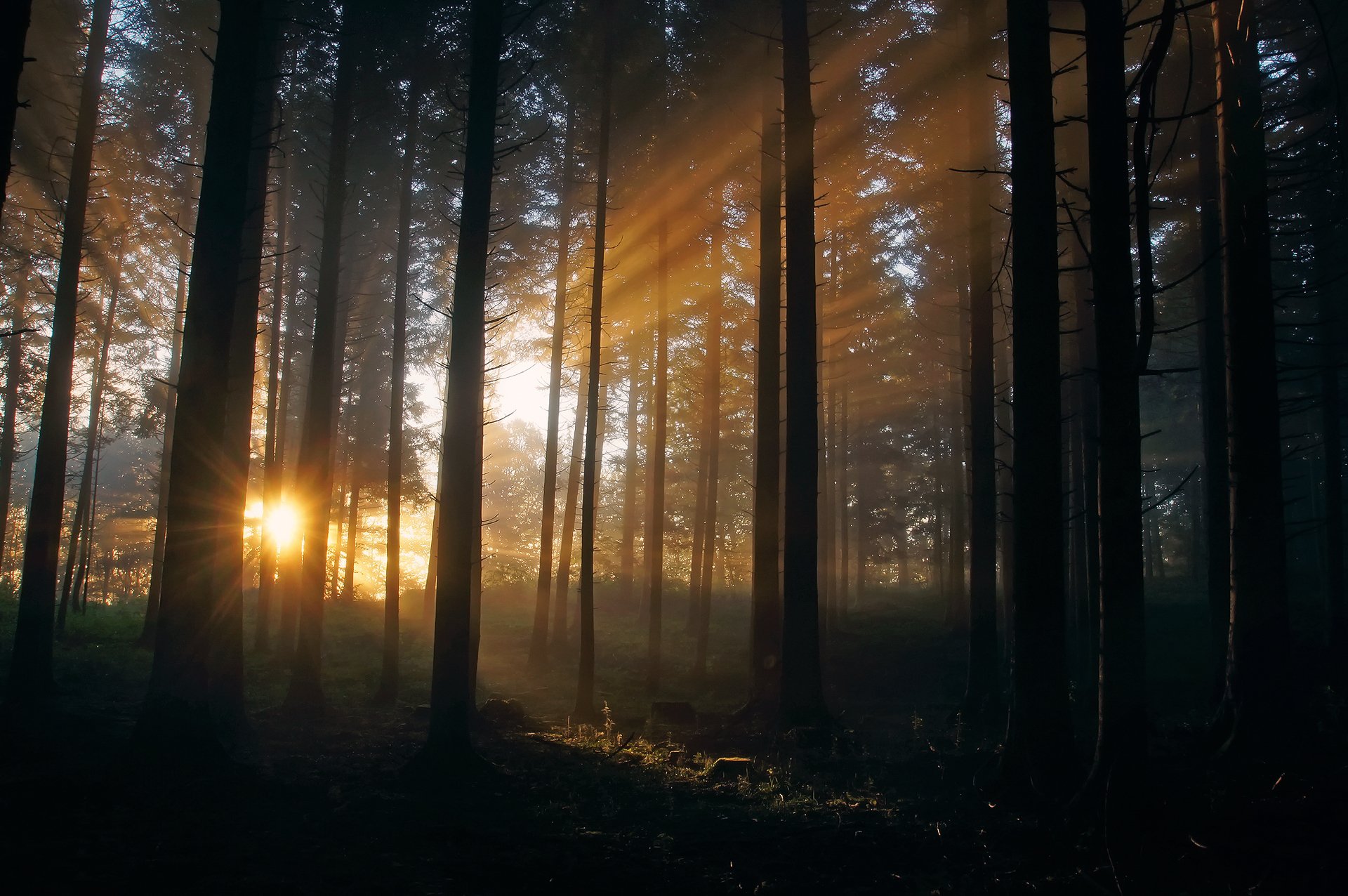 natur wald sonne licht strahlen